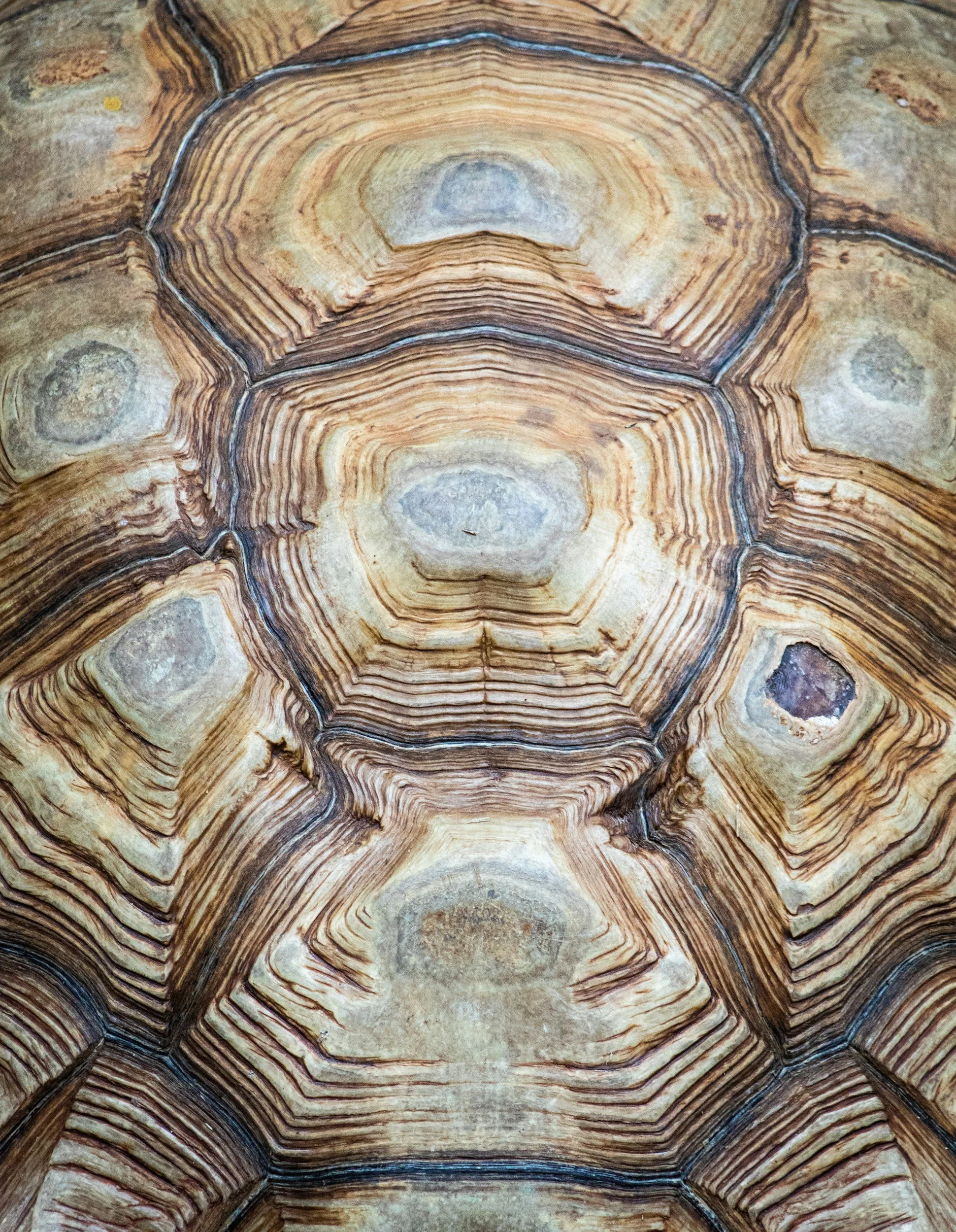 Qacchua - Step by Step. Ferociously!