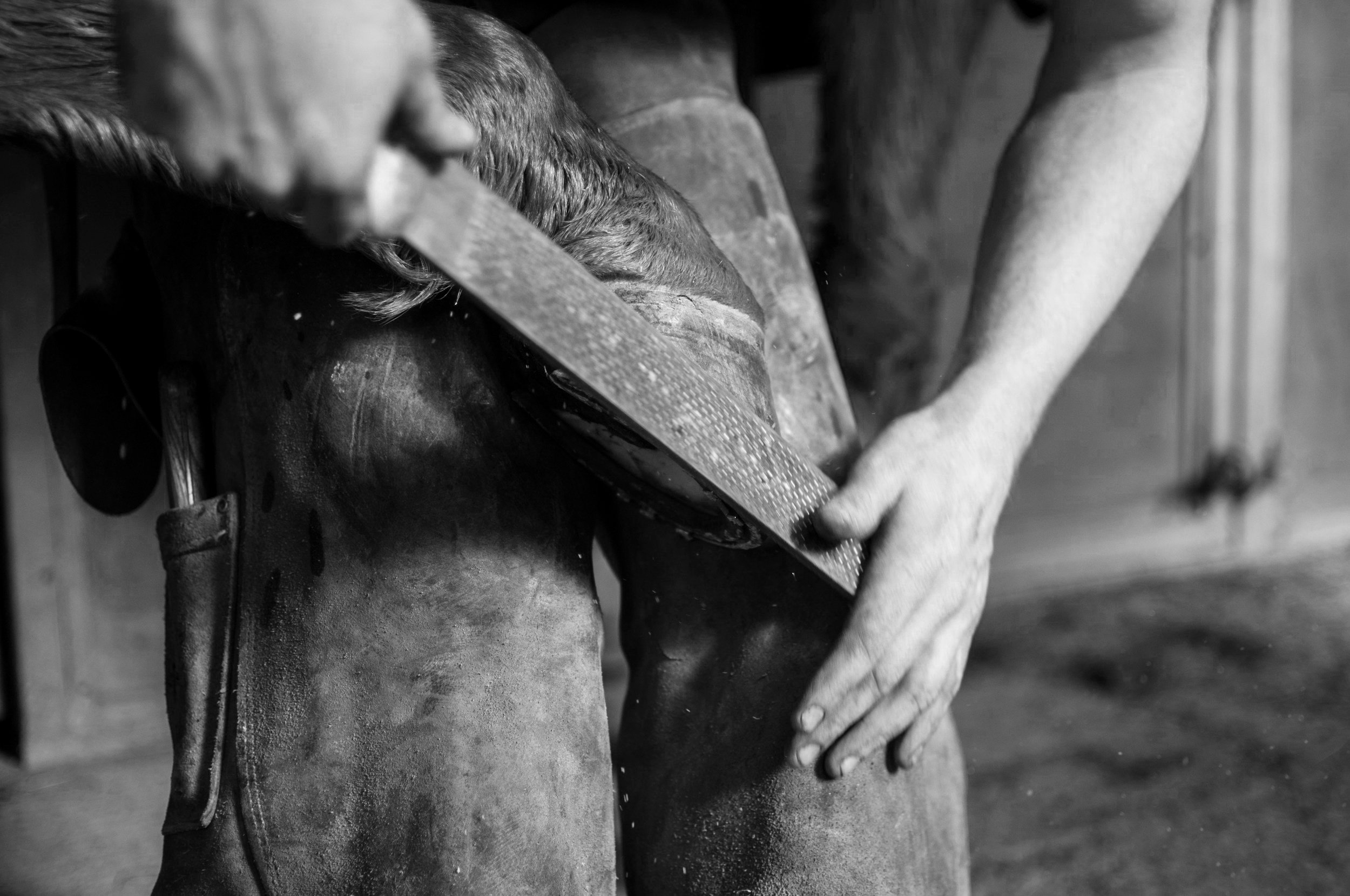 Top Signs Your Horse Needs a Farrier Visit