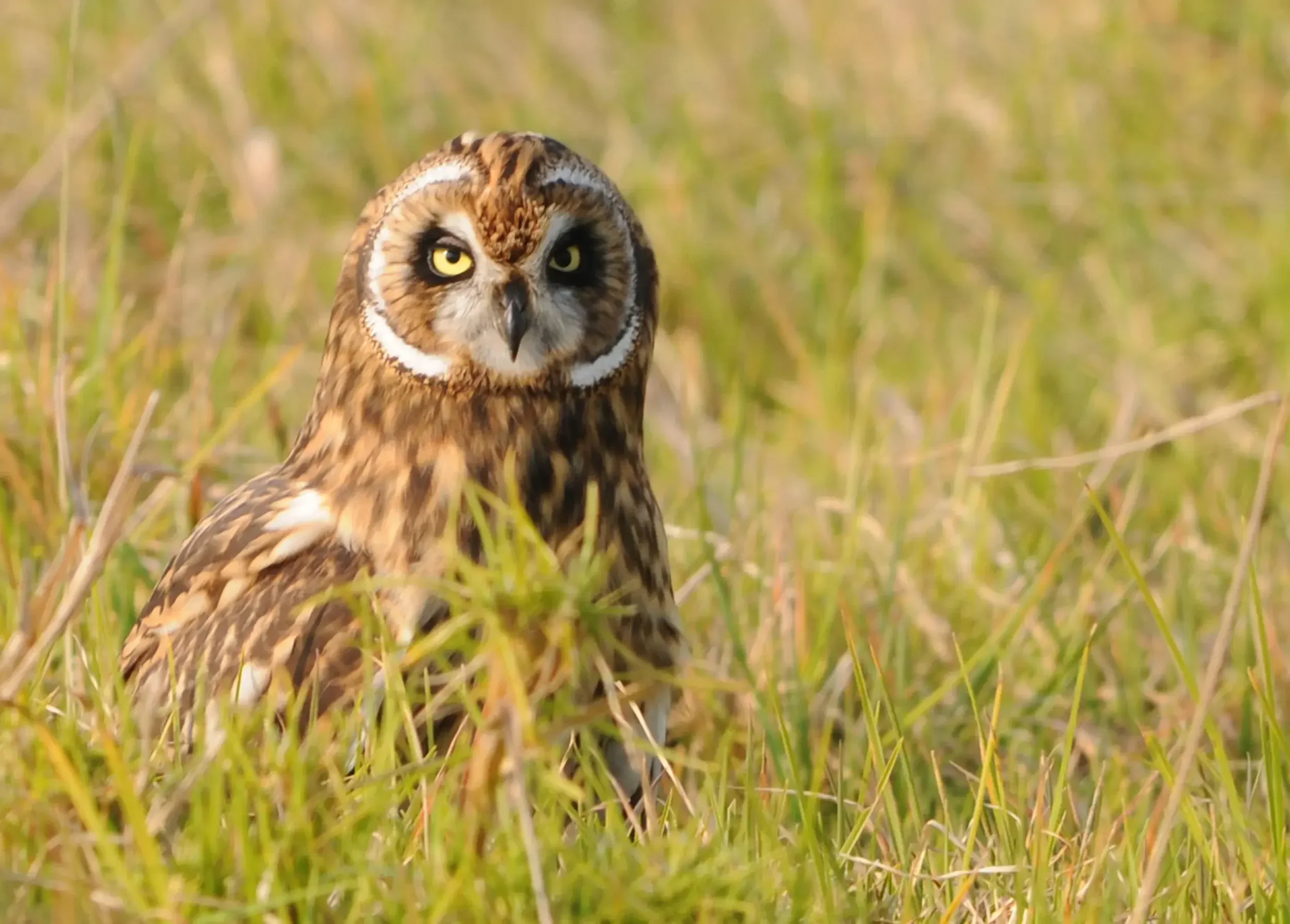 Nonprofit plants native trees