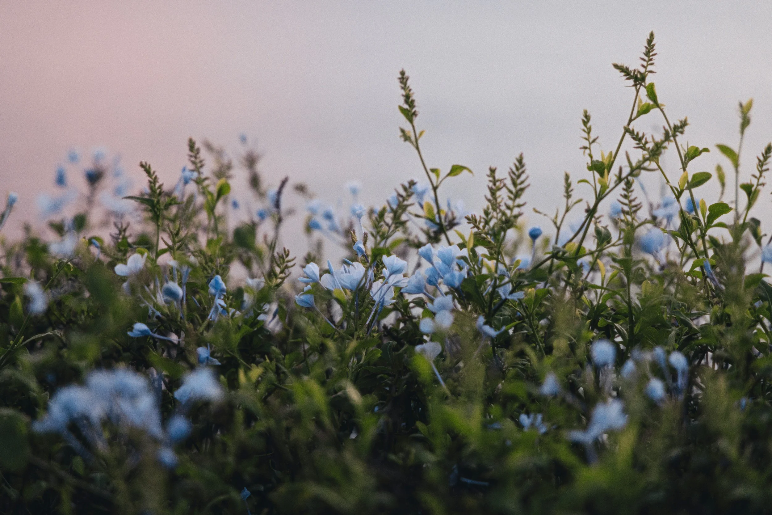 Close-up of soft blue wildflowers and green leaves in warm natural light, symbolizing growth, renewal, and the gentle change reflected in Gradients Counseling’s approach.