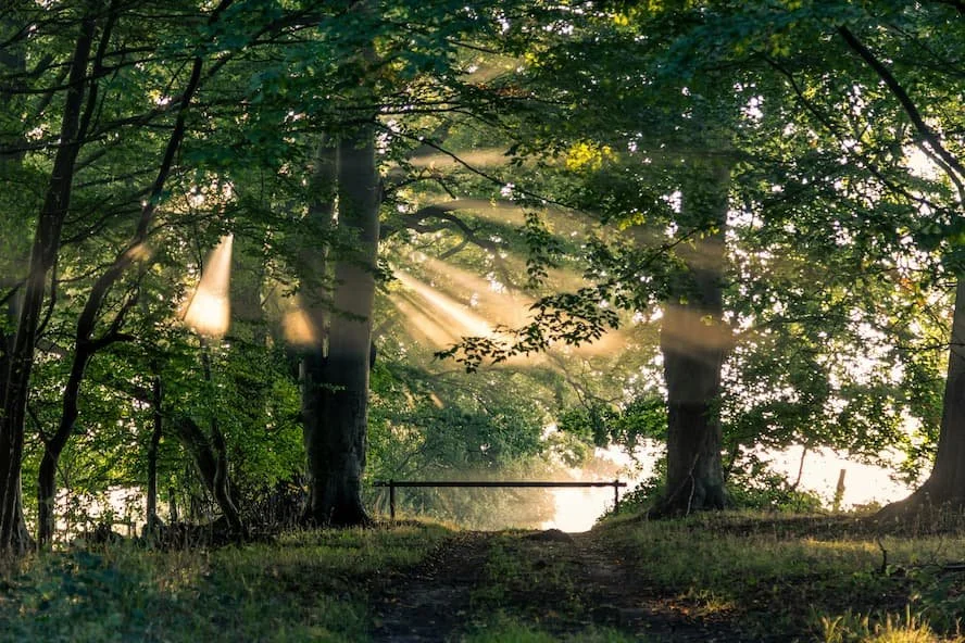 Soft morning light filtering through misty trees — telehealth therapy for exhaustion and burnout in Idaho.