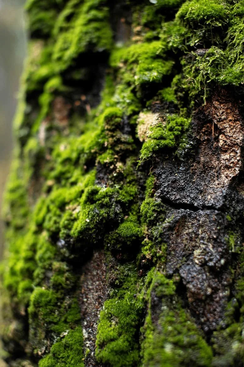 Close-up of soft green moss growing along tree bark, symbolizing quiet growth and transformation beneath the surface.