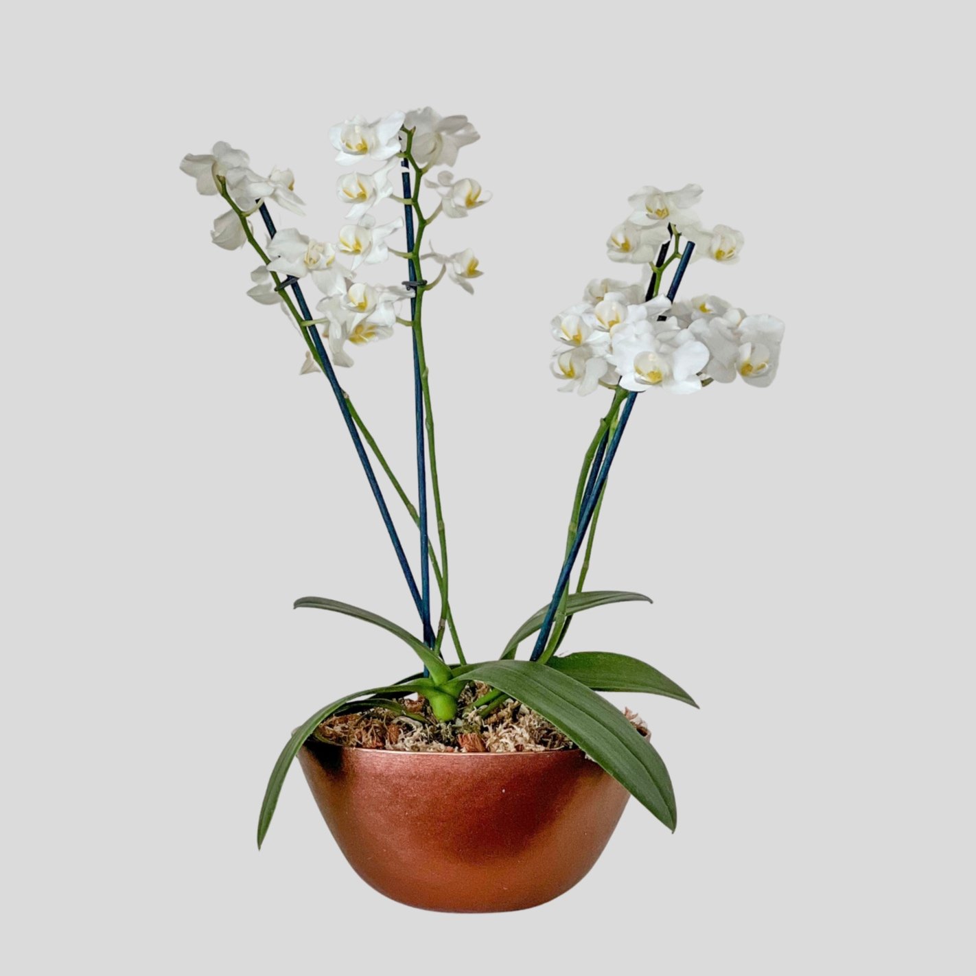 Jardin de Orquídeas " Lady White"