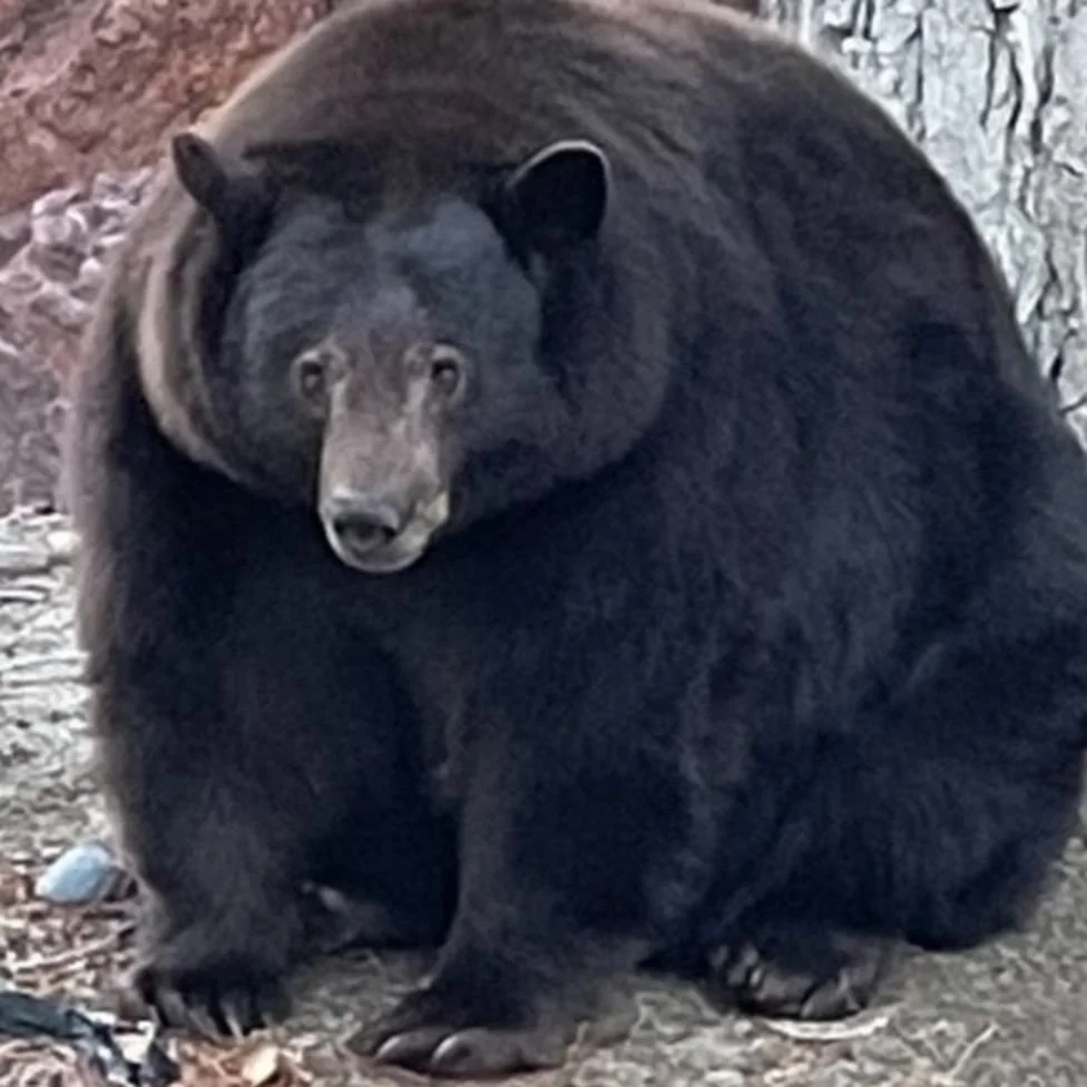 hank the bear.jpg