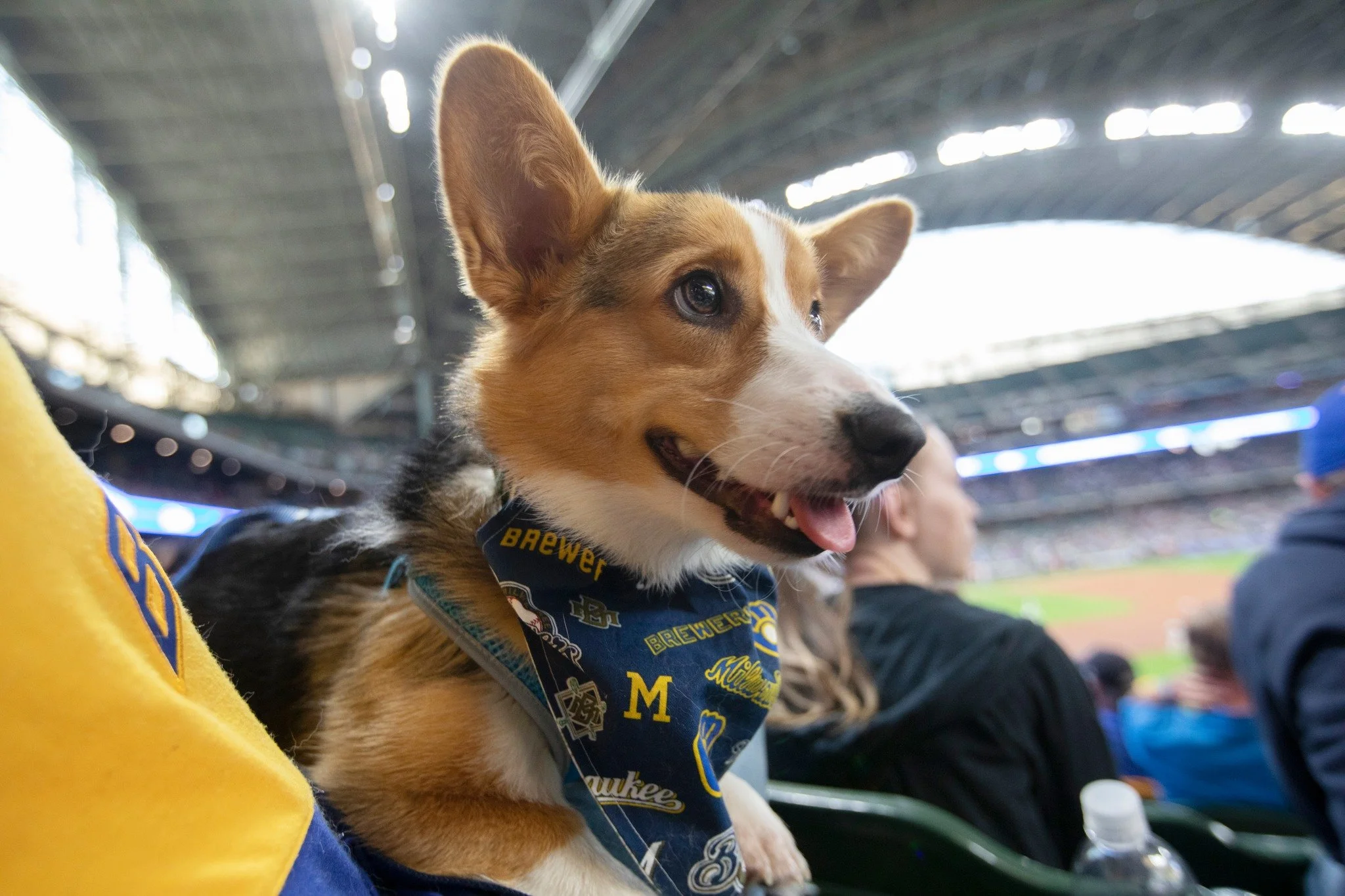 Brewers Host Bark at the Park 2025