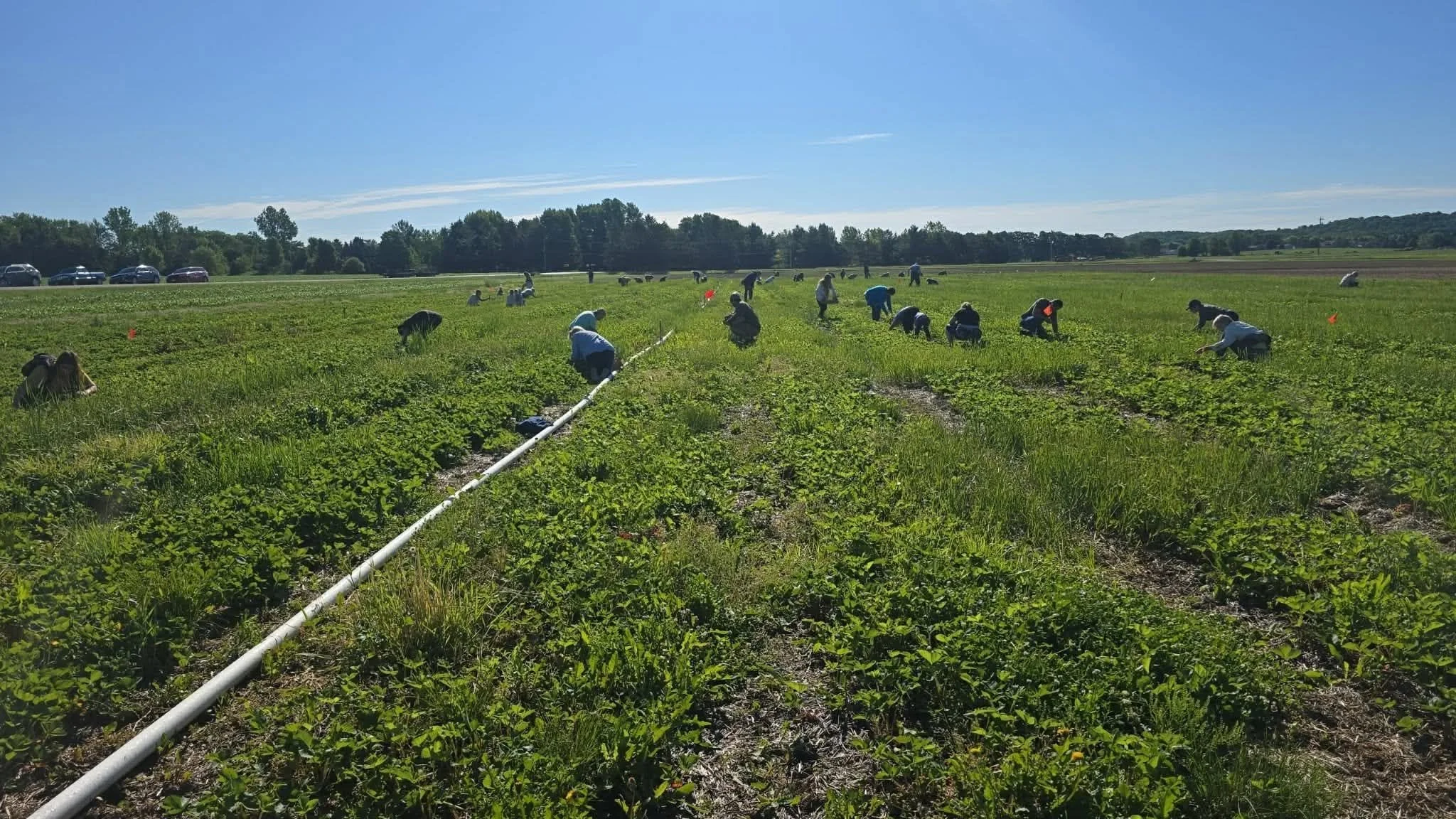 Brehmer's Produce U-Pick Strawberries