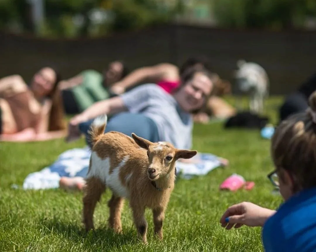 Goat yoga