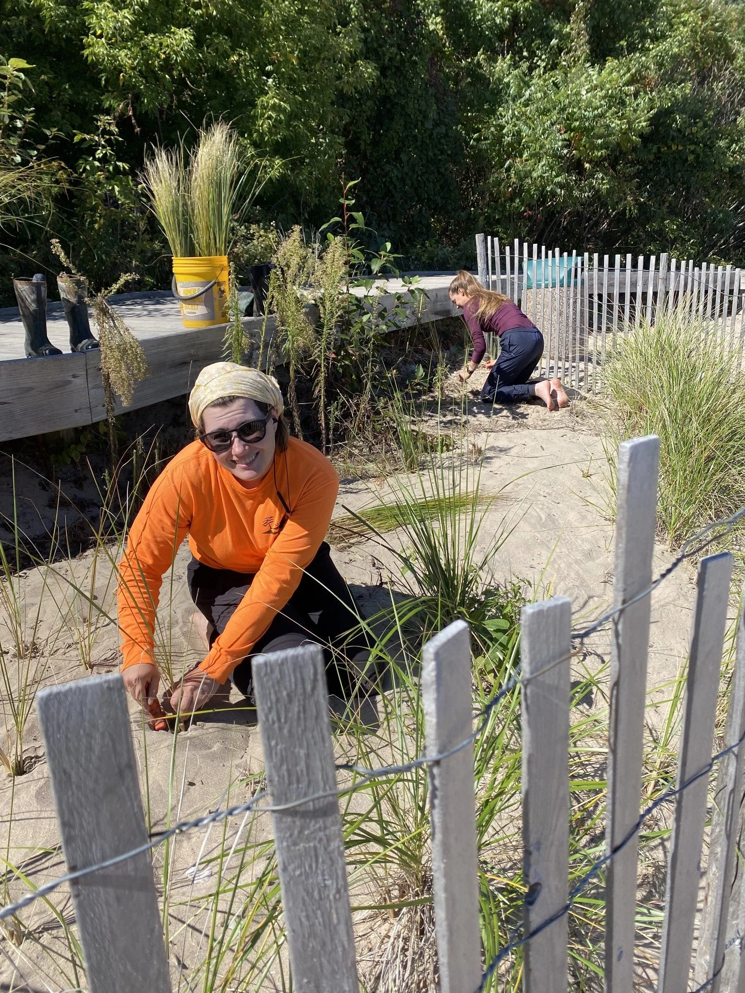 Native plants in shorewood