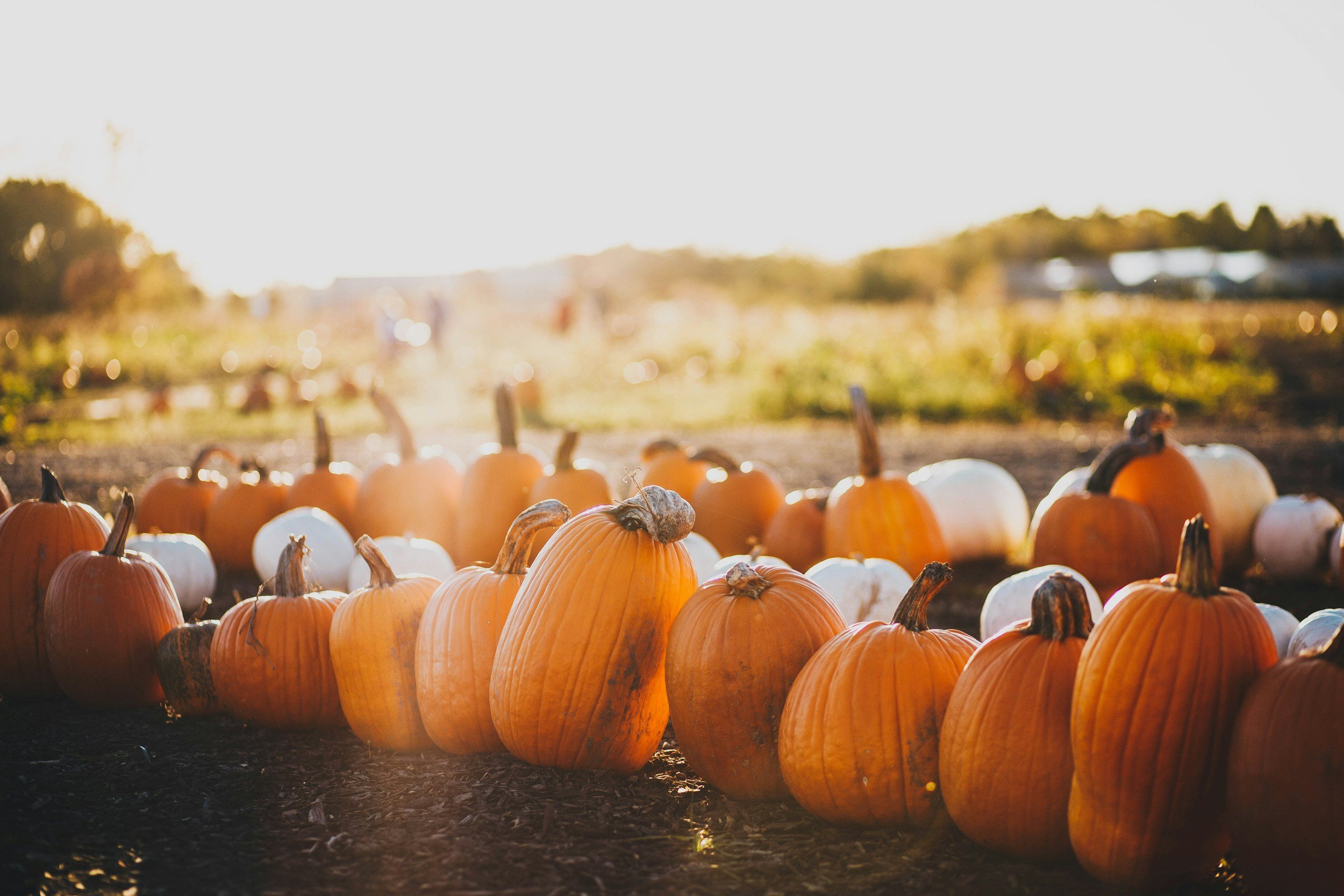Milwaukee North Shore Guide to Pumpkin Picking 2025