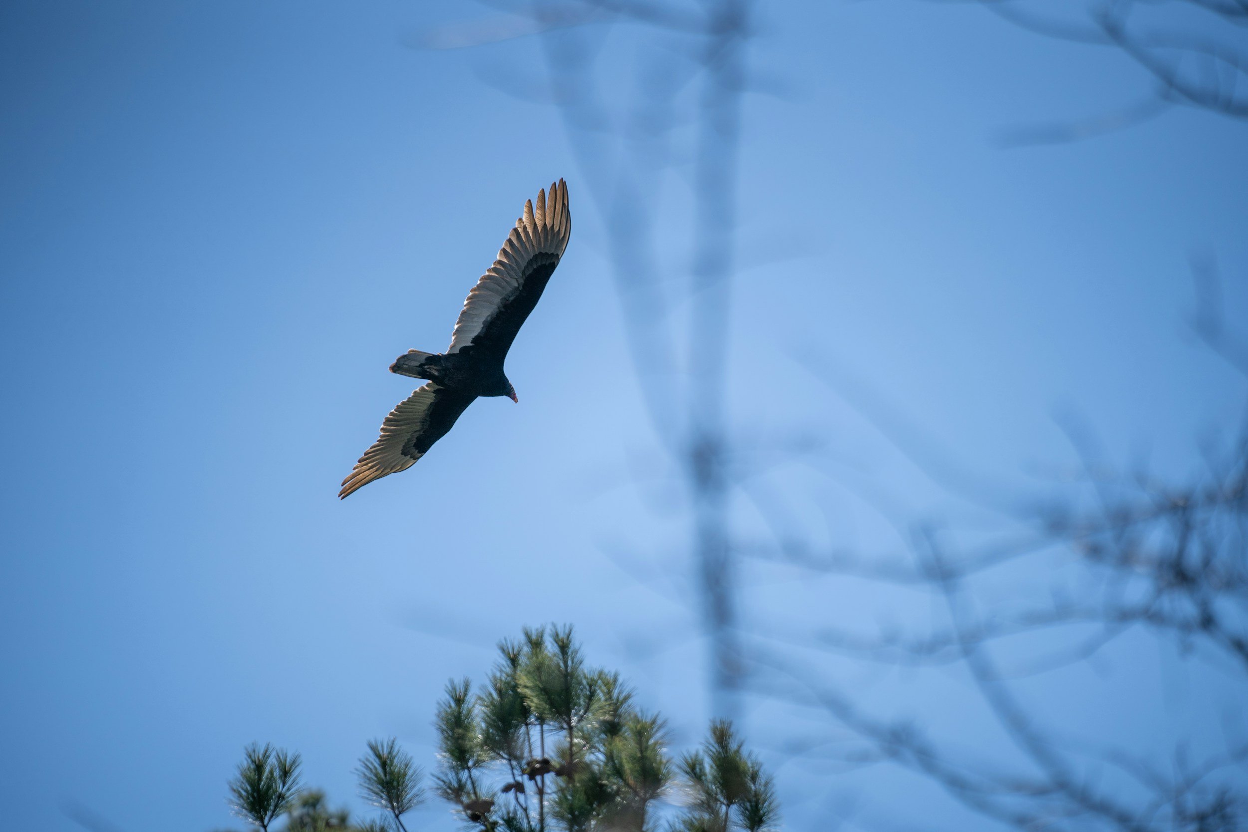 New Birding Academy Opens at Schlitz Audubon Center