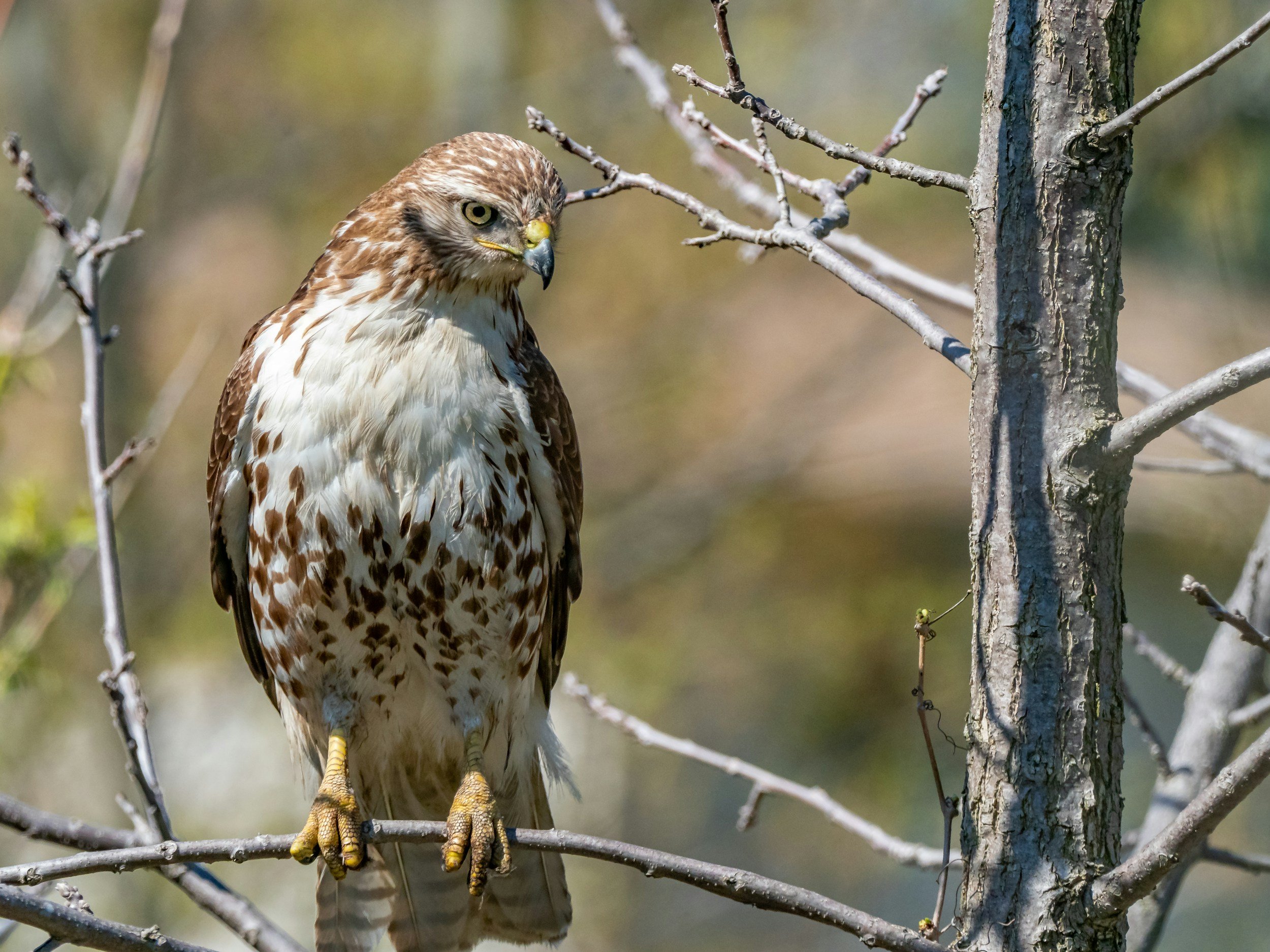 A Family Guide to Birding in Milwaukee's North Shore