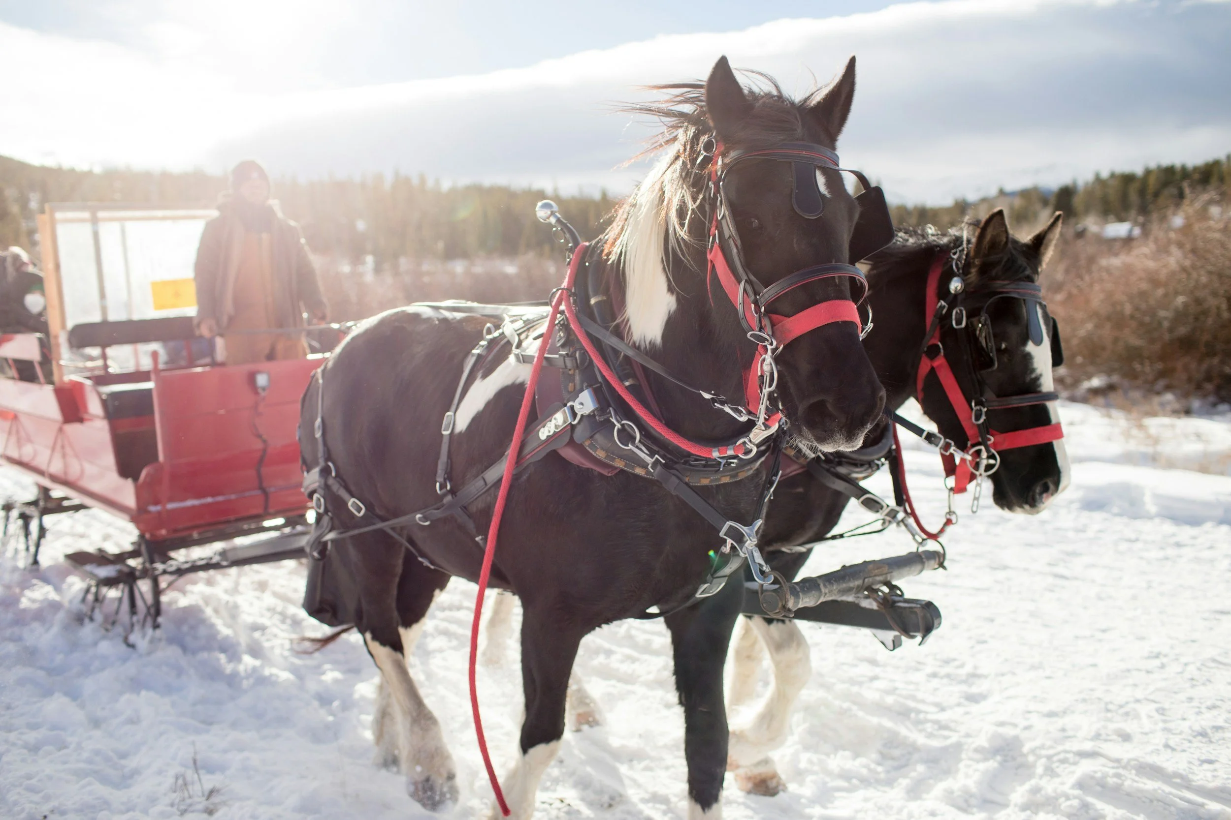 Horse Sleigh Rides Near Wisconsin Dells: Your Complete Winter 2025-2026 Guide