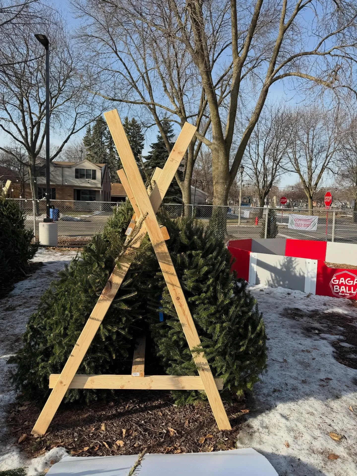 Still need a tree? @holyfamilyschoolwfb can help you out - take a tree!