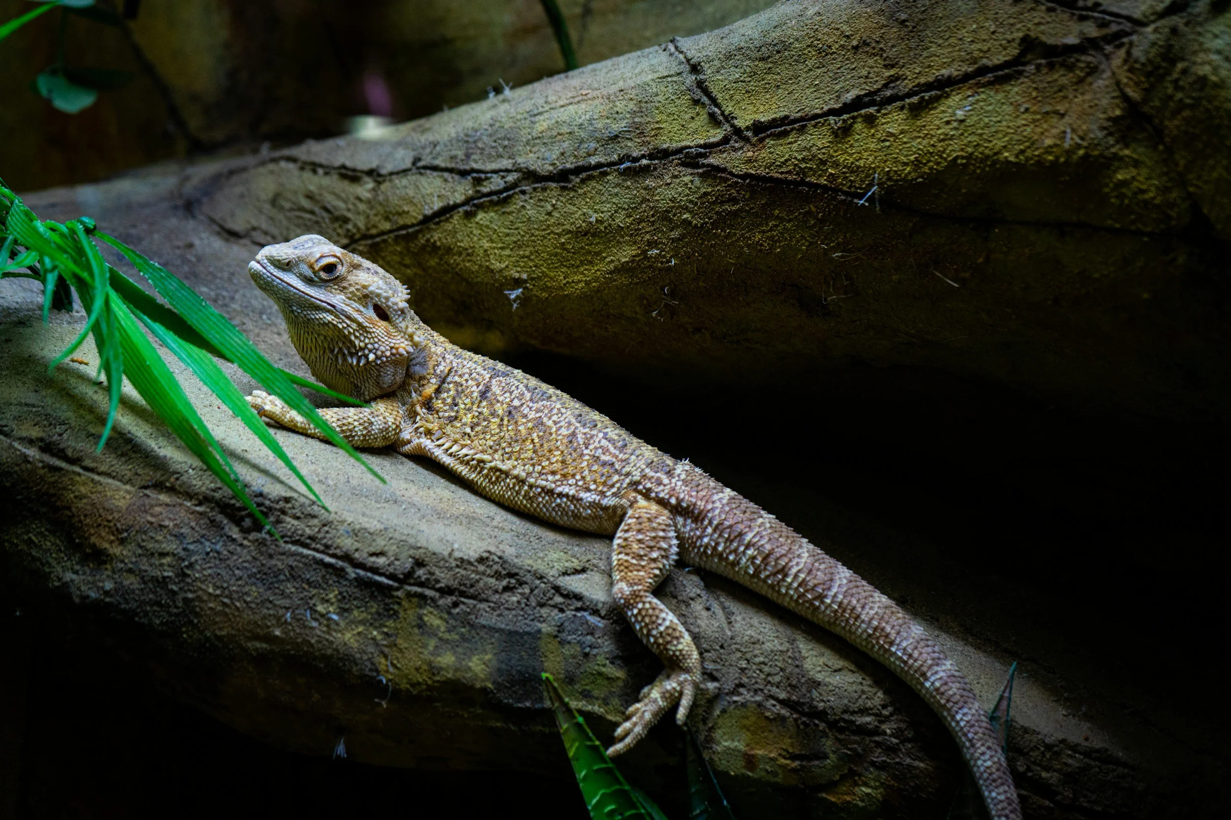 Complete guide to exotic pet ownership in greater Milwaukee