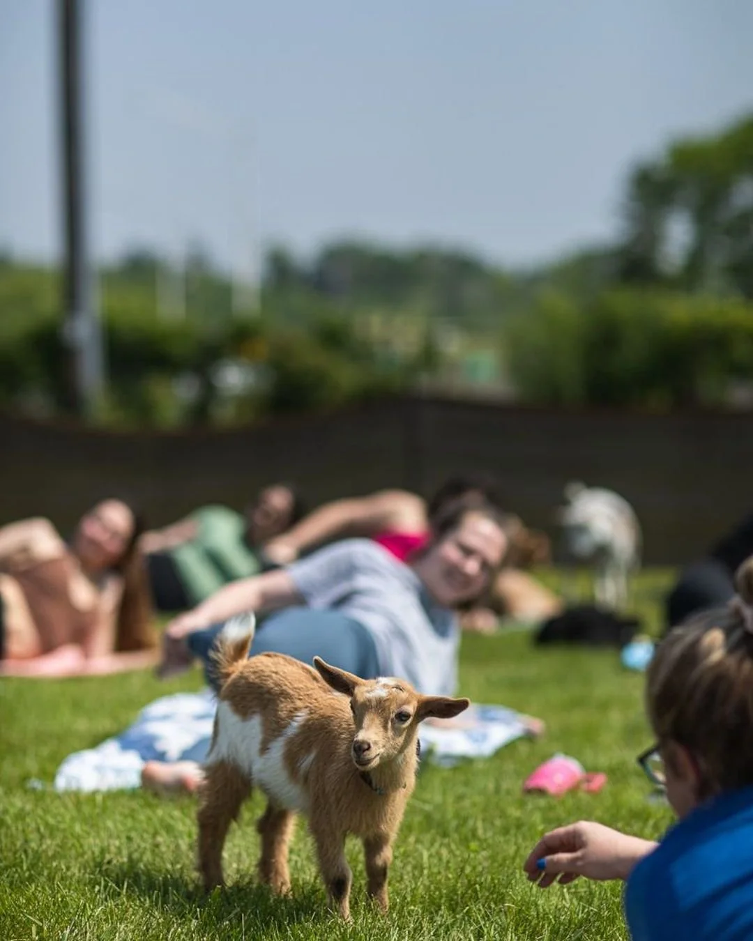 Goat Yoga Near Milwaukee: Where to Experience in 2026