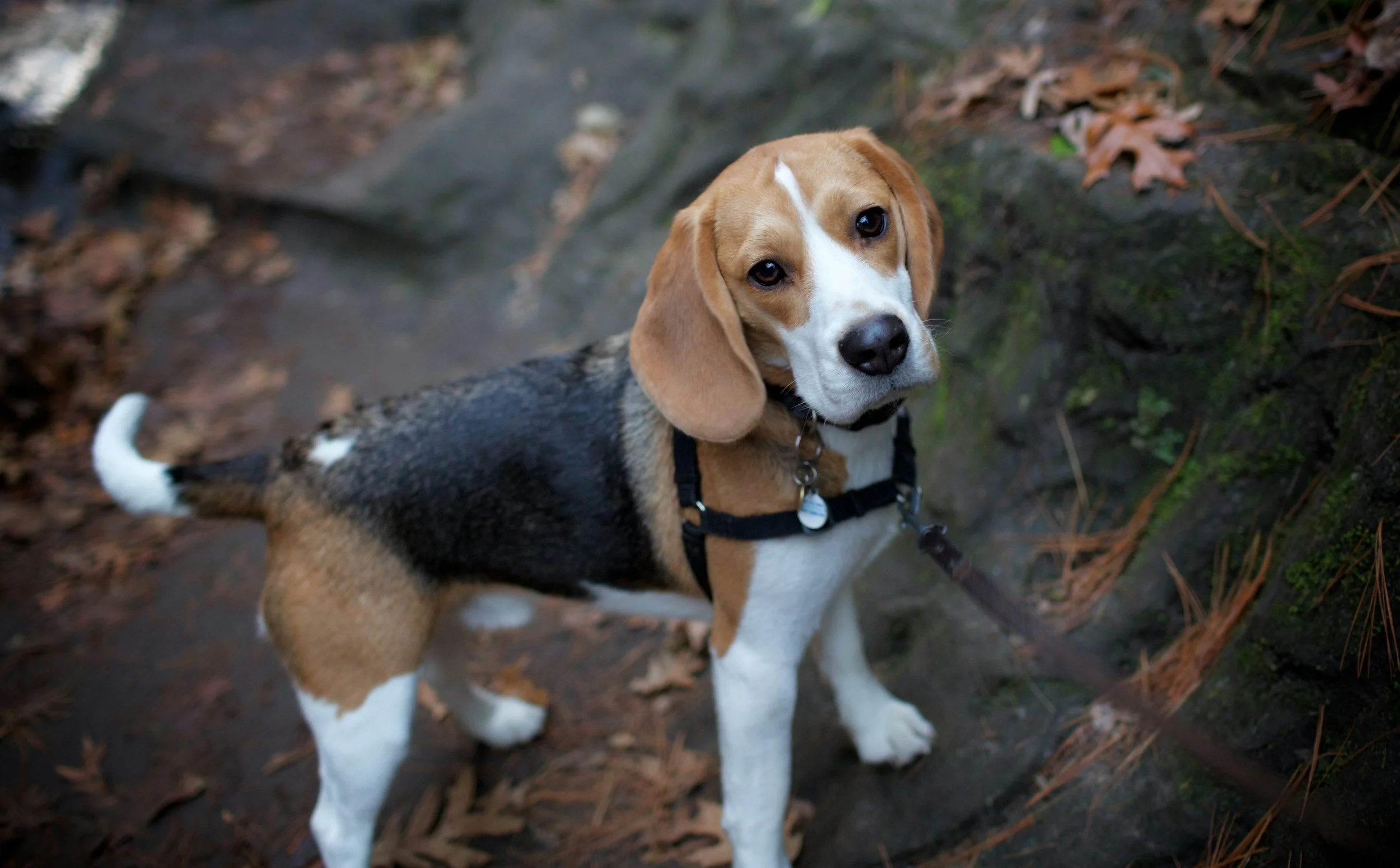 Beagle Adoption: How to Help After Wisconsin’s Largest Rescue