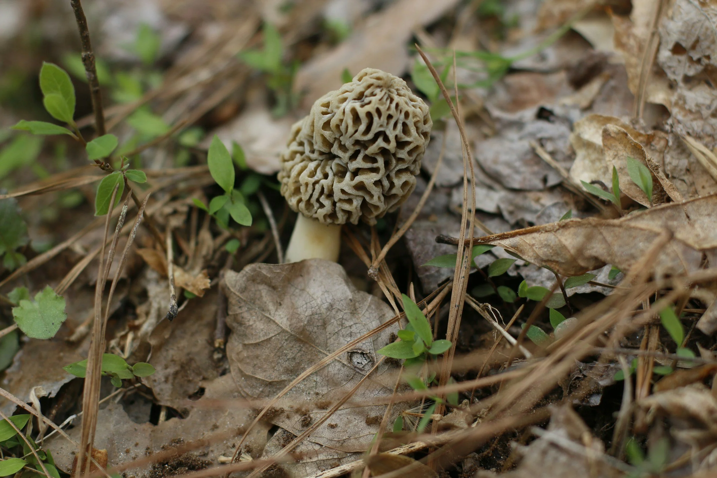 Morel Mushroom Season in Wisconsin: Where to Hunt, What to Look For, and When to Go