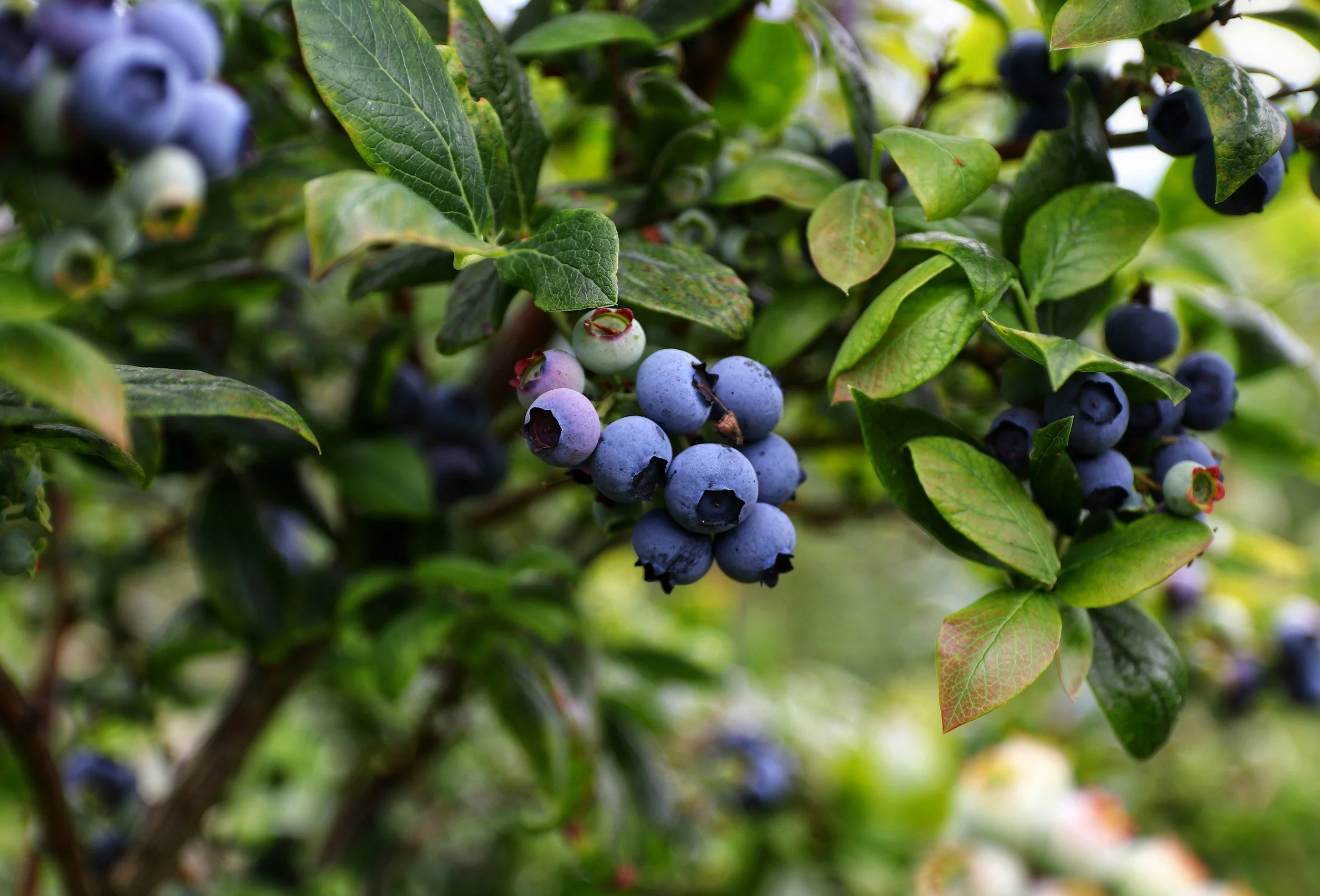 Blueberry Picking Near Milwaukee: Your 2026 Guide