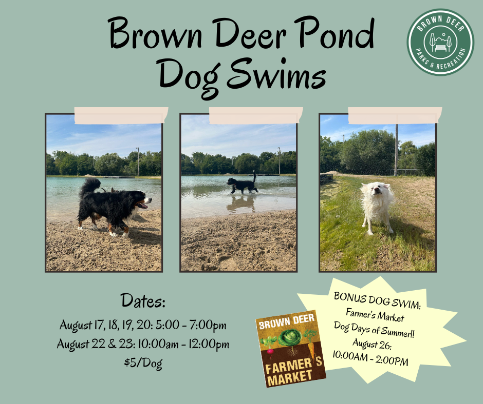 Dog Swims