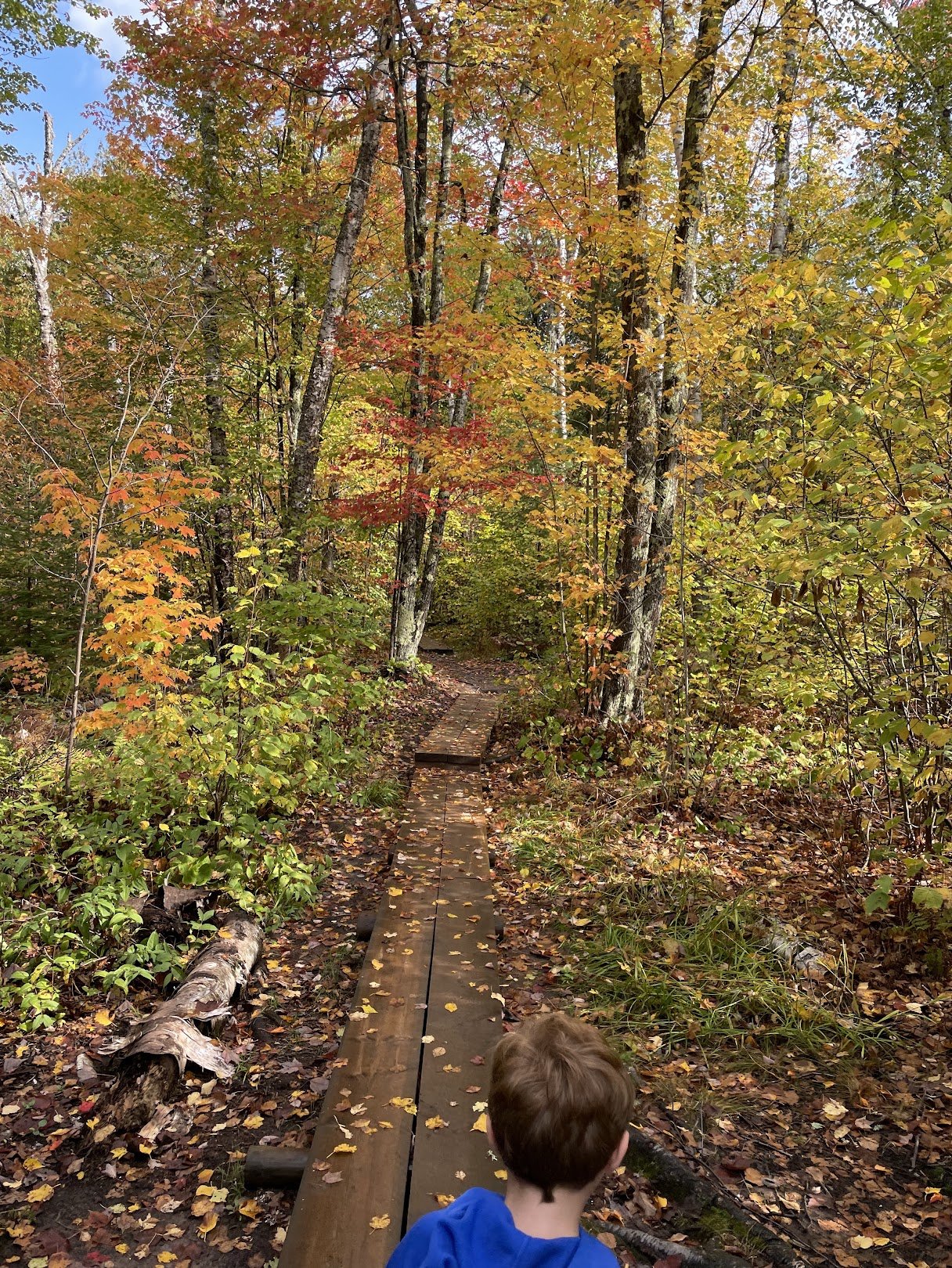 Fall foliage