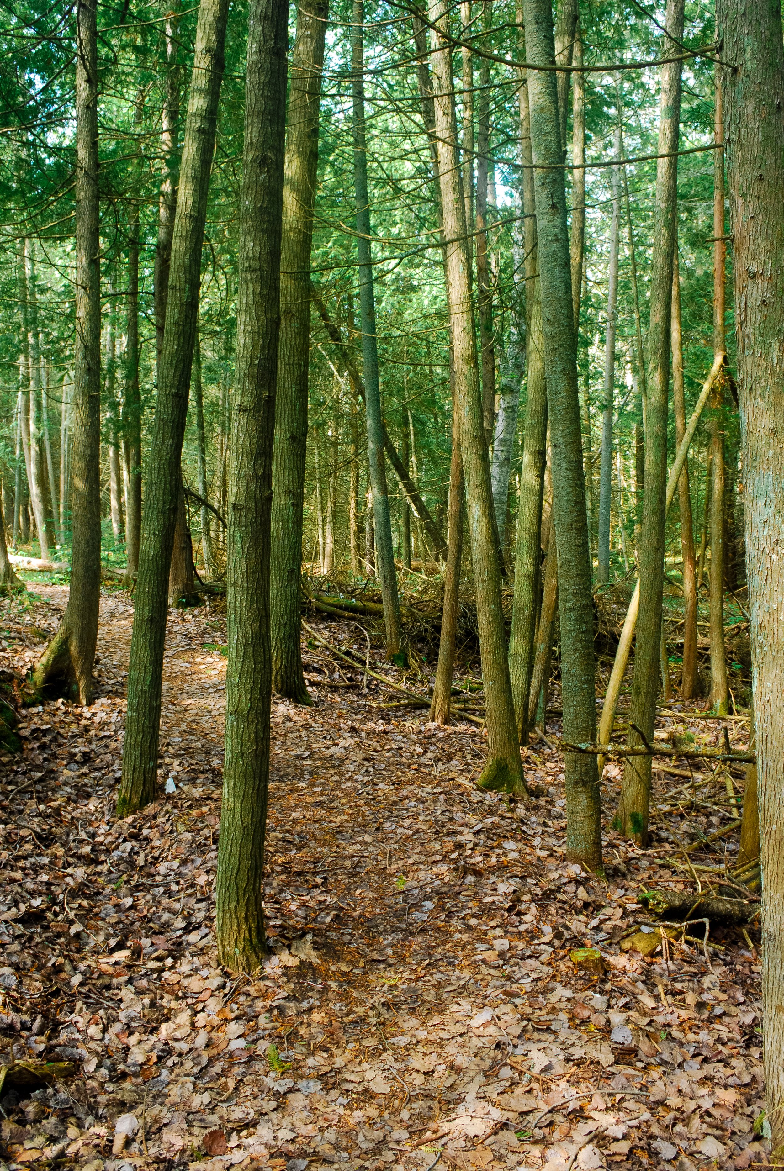 The Ridges Sanctuary in Door County: Trails, Range Lights &amp; Family Tips