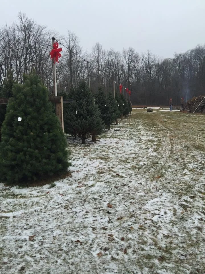 Christmas trees