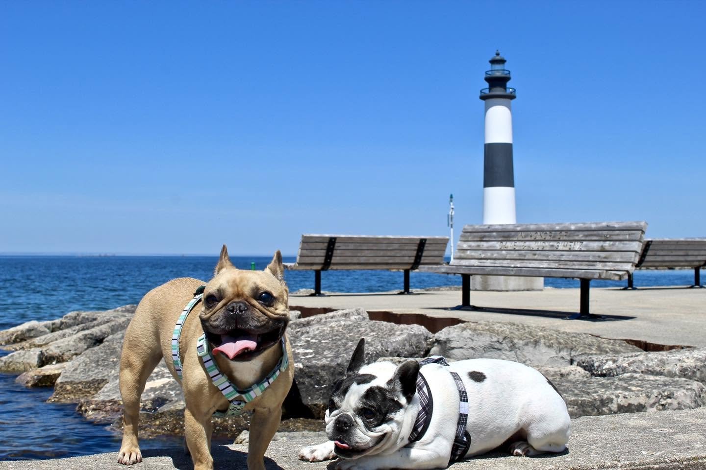 Dog-friendly Door County Stays: Pet-Friendly Accomodations