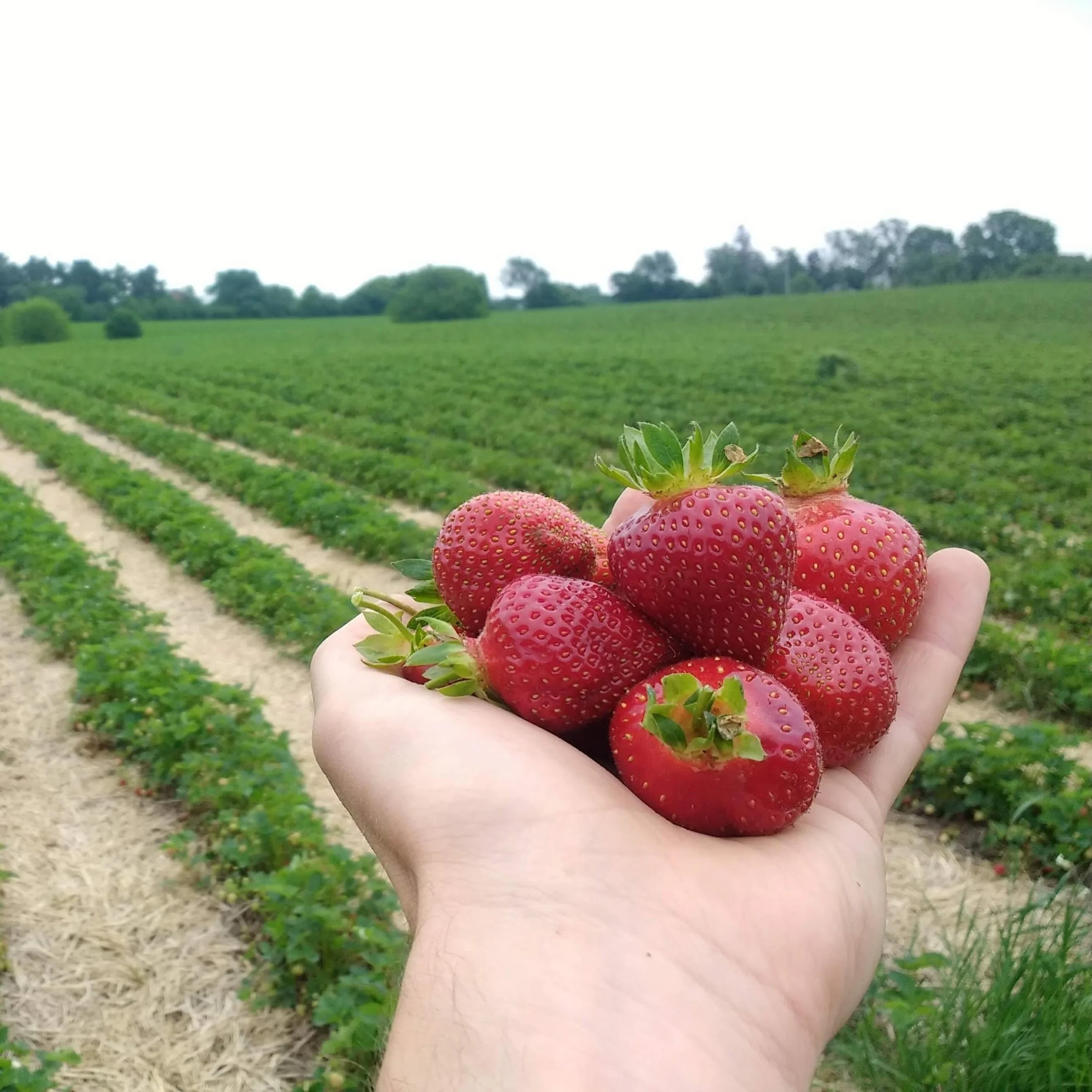 Apple Barn Orchard & Winery