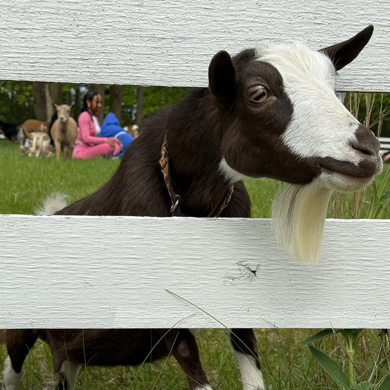 Goat Yoga