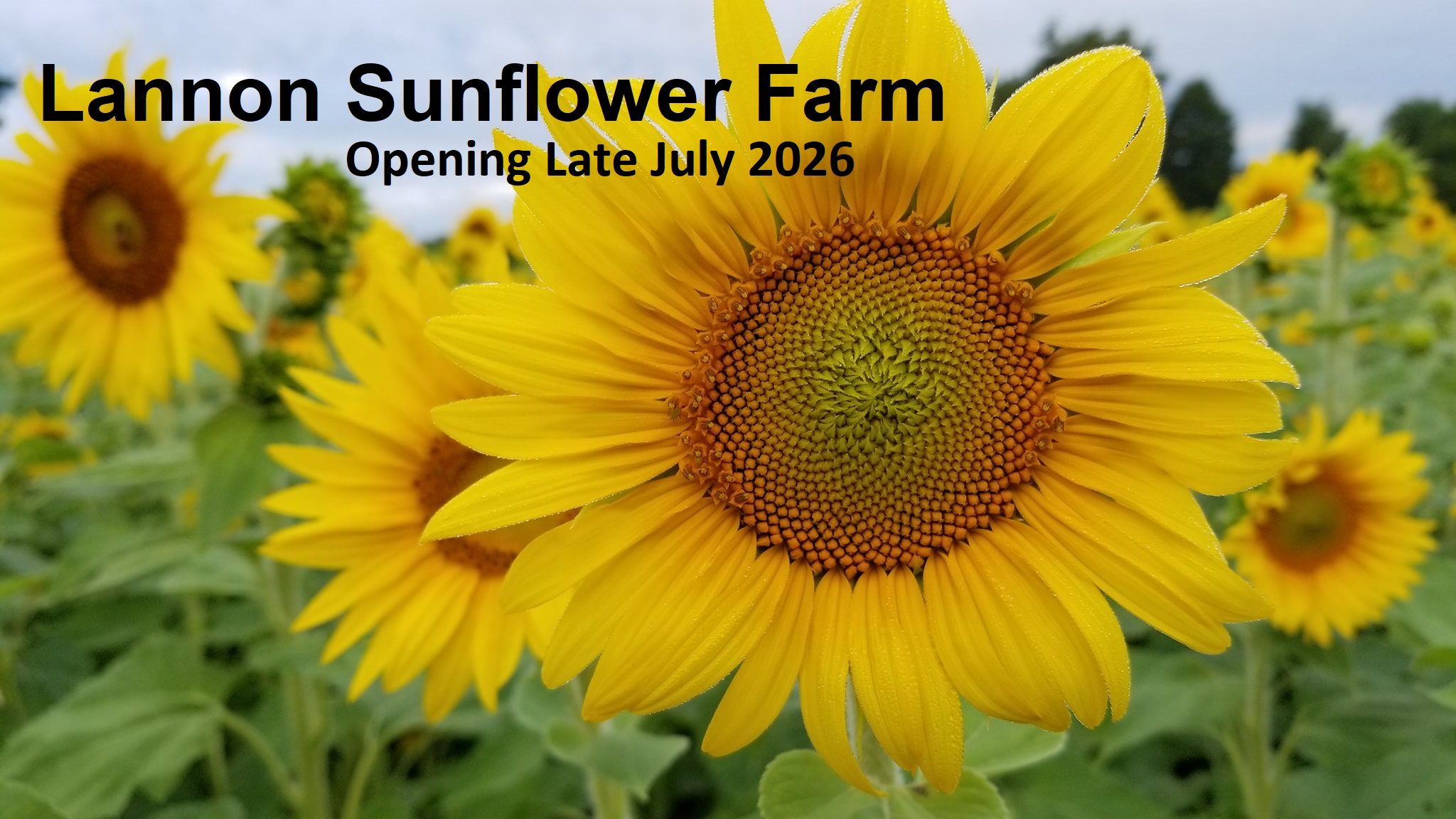 Lannon Sunflower Farm