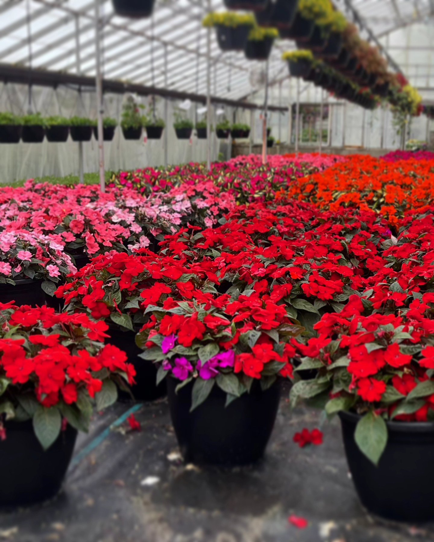 Your Complete Guide to North Shore Milwaukee Gardening