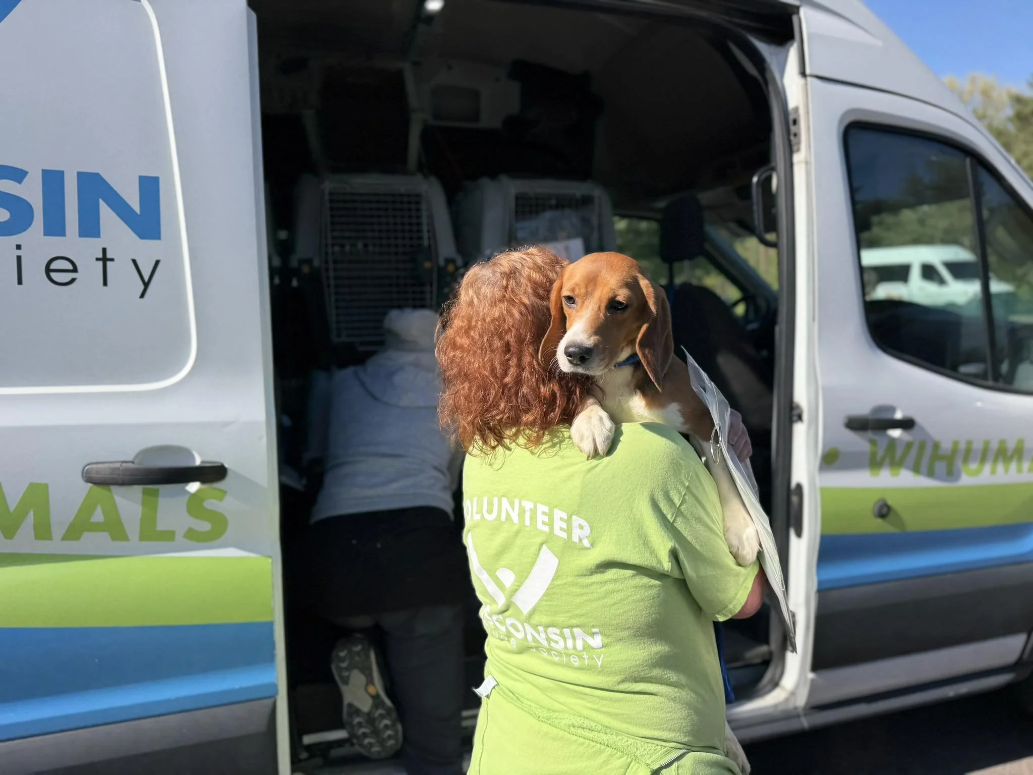 Beagle Adoption: How to Help After Wisconsin’s Largest Rescue