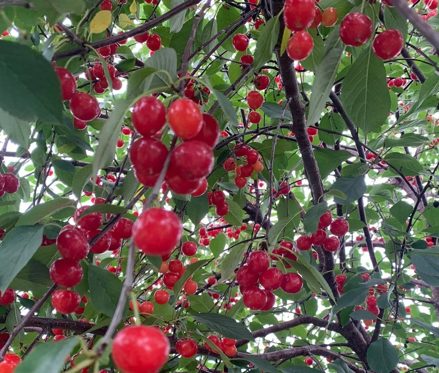 Door County Cherry Picking Guide 2026: Orchards, Pies, Festivals &amp; Family Stops