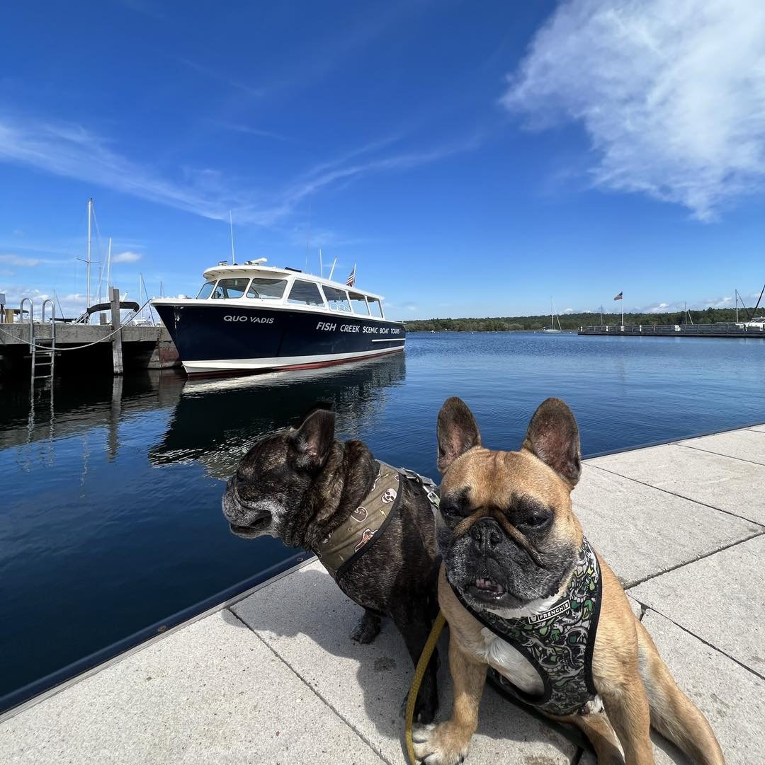 Dog friendly scenic tours