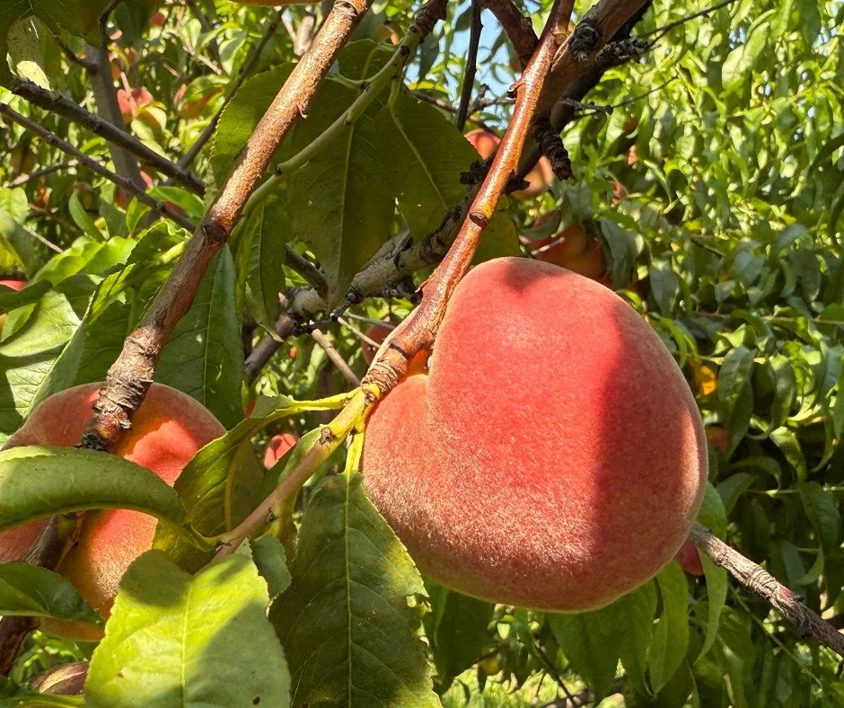 Peach Picking Returns to Apple Holler in 2025