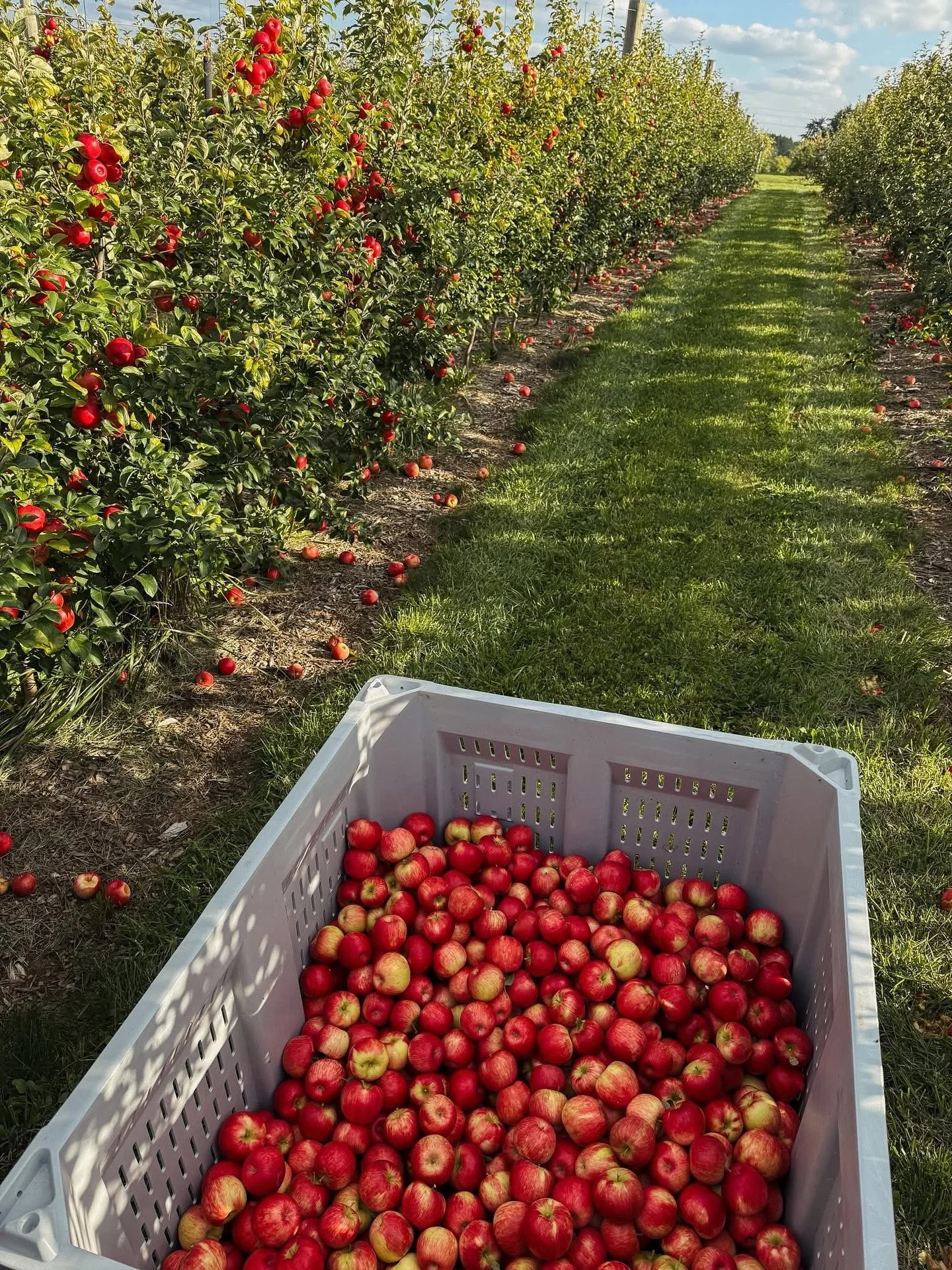 Know the North Shore: Gierach Orchards in Mequon