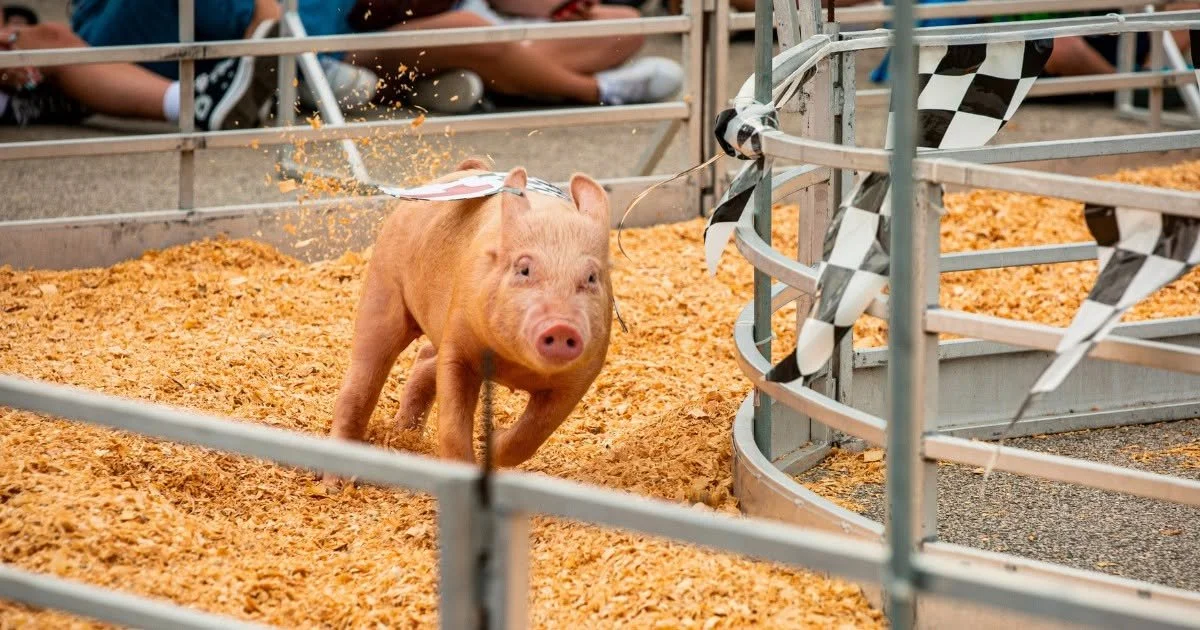 Saz’s Racing Pigs
