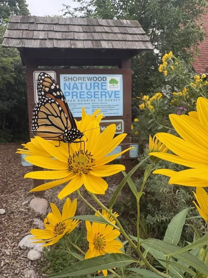 Shorewood Nature Preserve is an 8-acre refuge in Shorewood, Wisconsin along Lake Michigan.