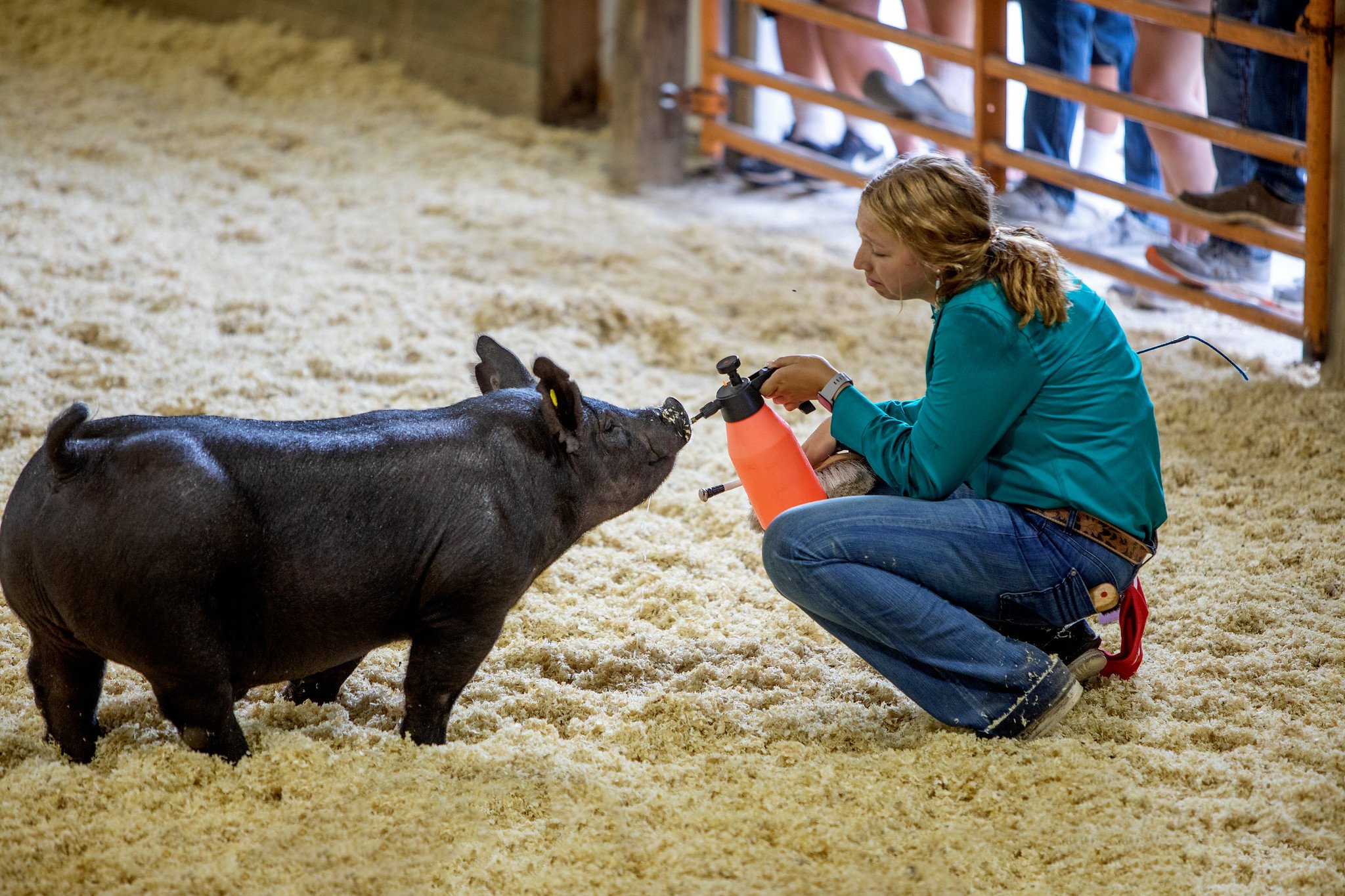 Ozaukee County Fair 2025: Complete Family Guide