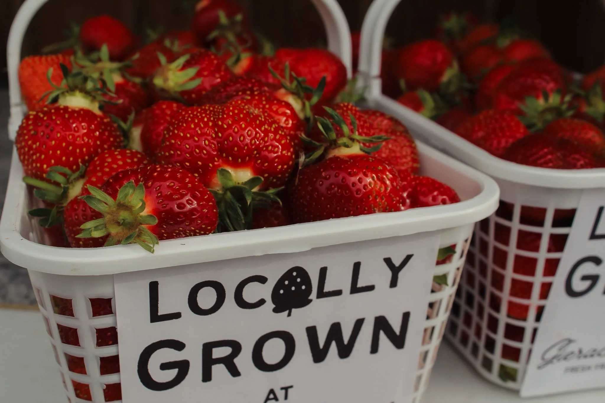 15+ Best U-Pick Strawberry Farms Near Milwaukee for 2026