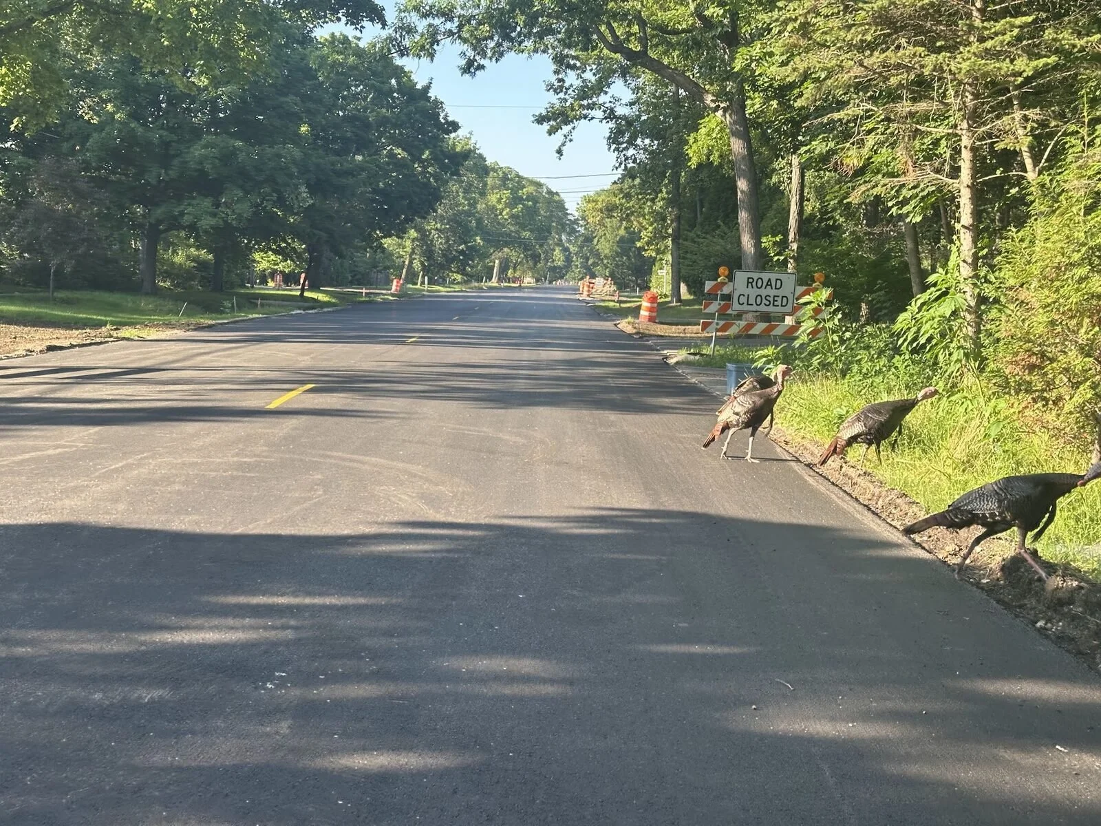 Wild turkeys beside Lake Drive in Fox Point during road construction in summer 2025.