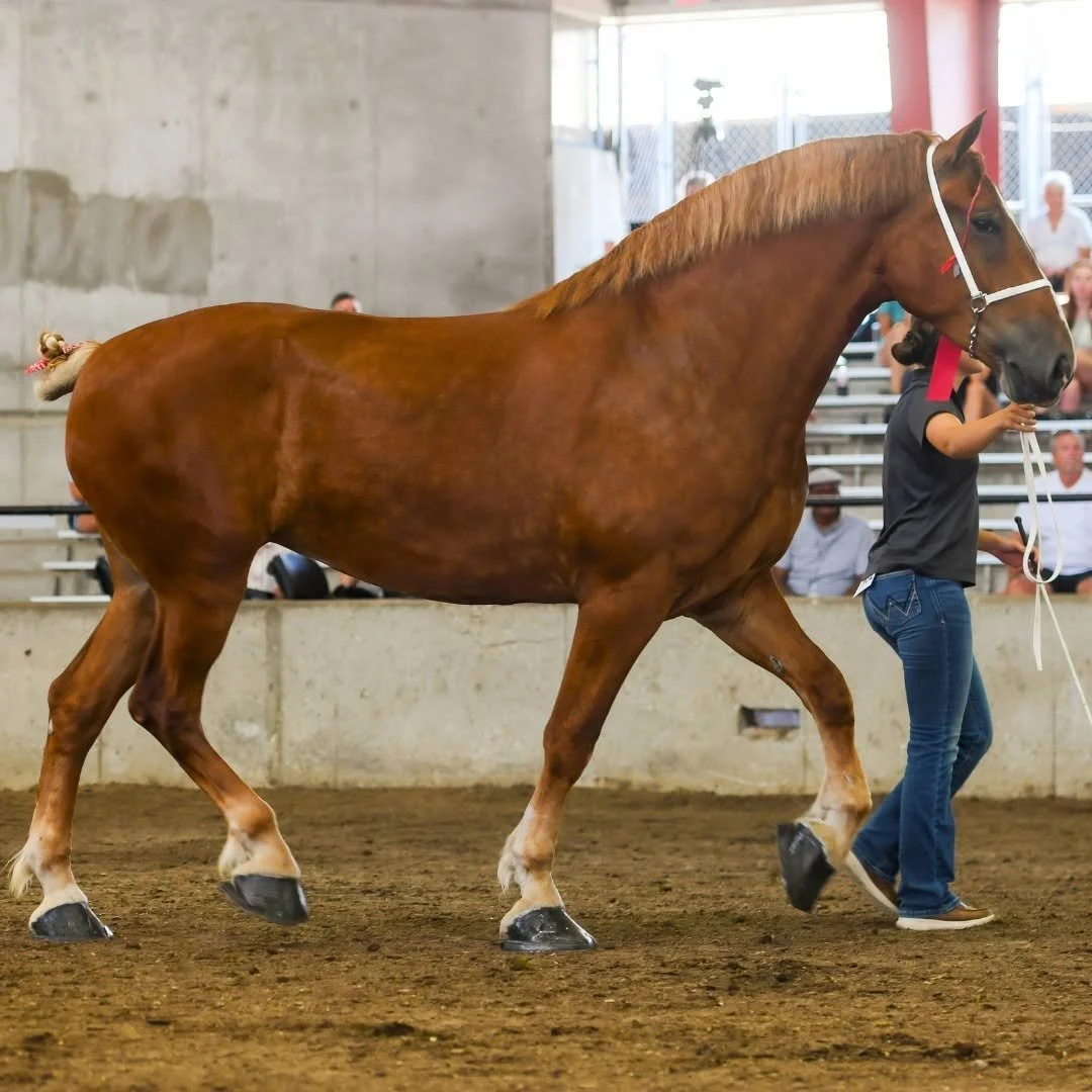 Horse Pulls