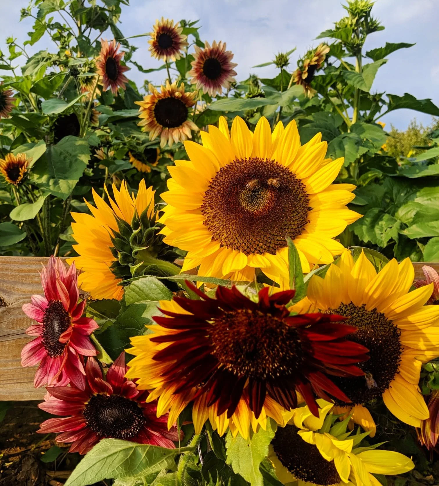 Basse's Farms Sunflower