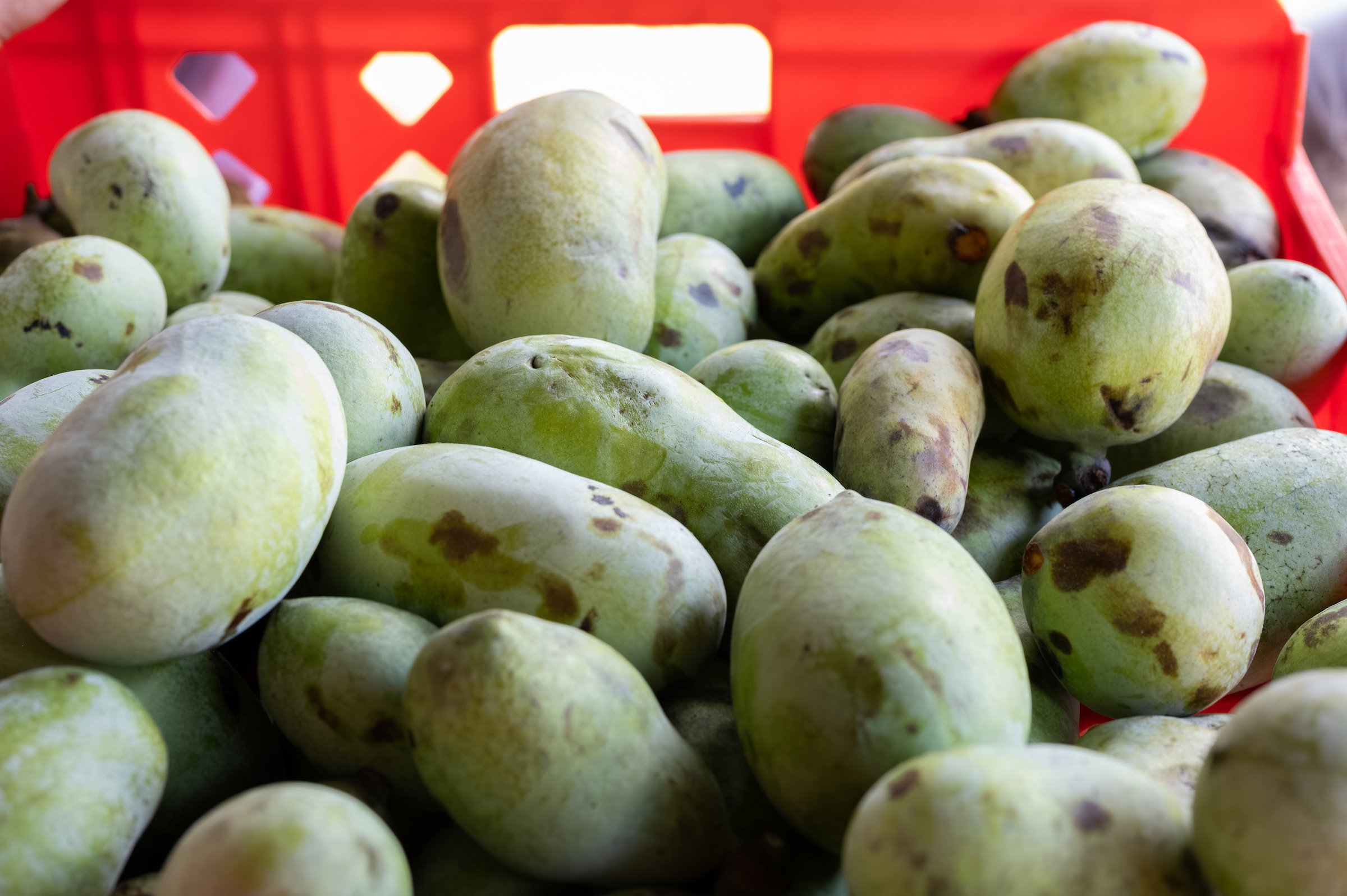 Taste America’s Forgotten Fruit at This Free Illinois Festival