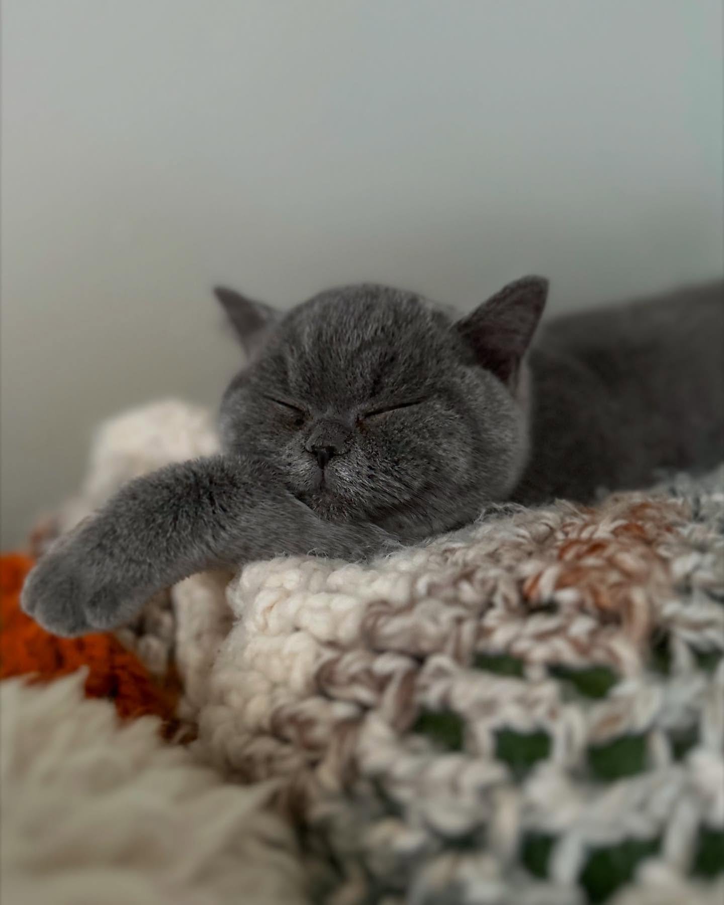 Mid week vibes &hellip; 🐾 💤 #naptime #britishblue #britishshorthairs #catsofinstagram