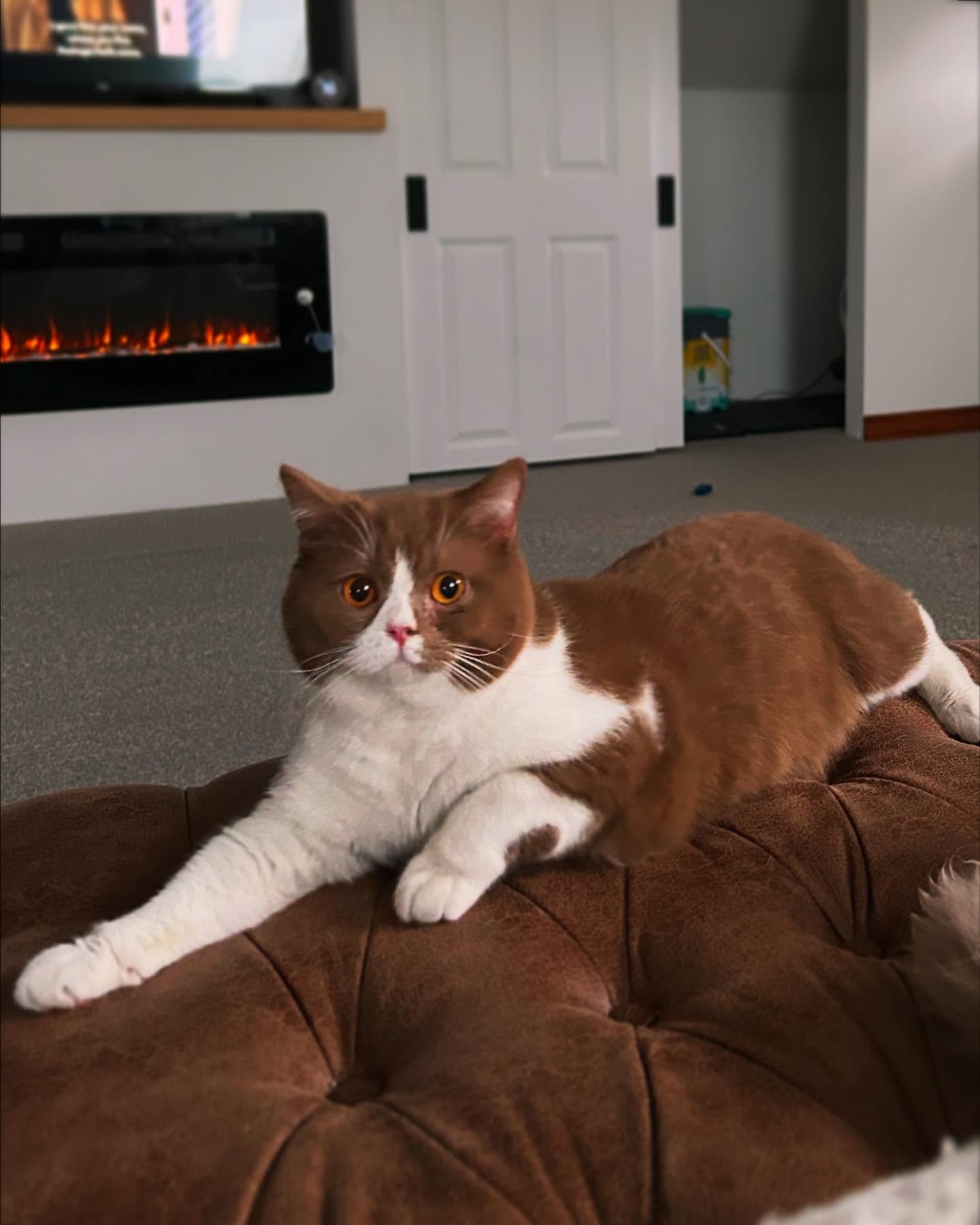 Sir Sam doing a bit of lounging while hanging out with the girls. 🤎 Sam is a Cinnamon bicolor and is a very handsome boy. 😻 

I am known to nerd out with cat genetics and the Cinnamon color is a great example of this. Cinnamon looks like copper (re