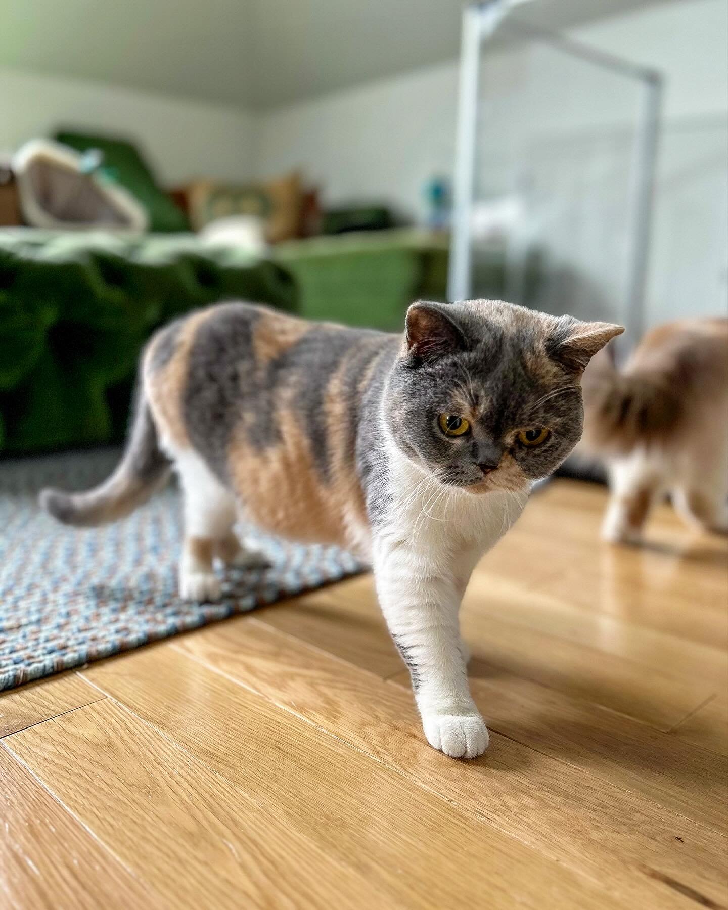 Our beautiful queen Cleo ☺️✨

She is our Blue, Cream and White girlie who loves pets, naps and staring at herself in the mirror 🪞. She is also a carrier of cinnamon. 😻

🐾  Follow us @stormycoastbritsh_cats for updates and #kittens 

#britishshorth