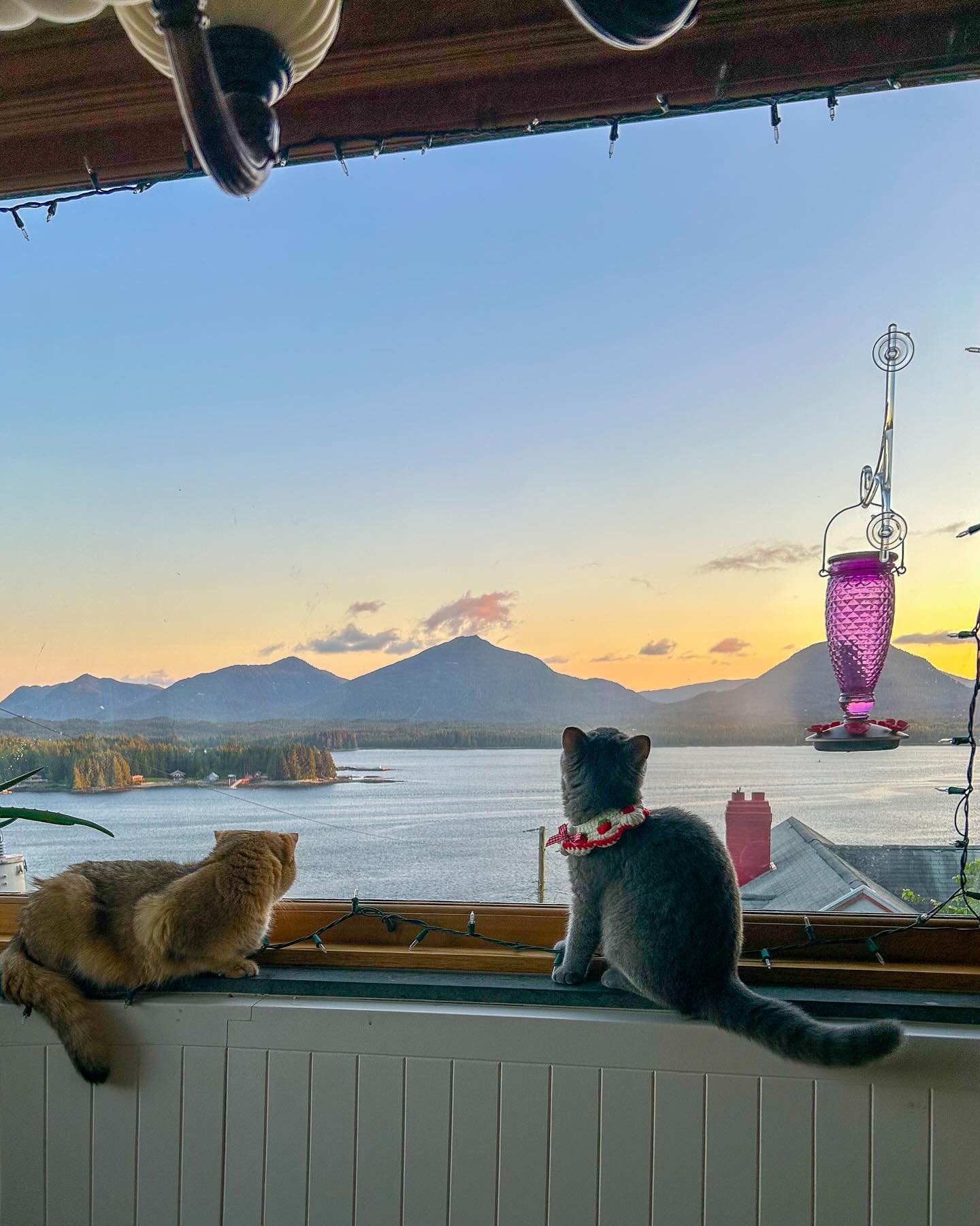 Our fancy girls watching the sunset- longing for some outdoor adventures. Maybe one day girls &hellip; LaLa is also modeling a new look 😻 🍓 🌅 🌊 

#britishshorthair #britishblue #sunset #alaska #coastlife #catsofinstagram #relaxing #southeastalask