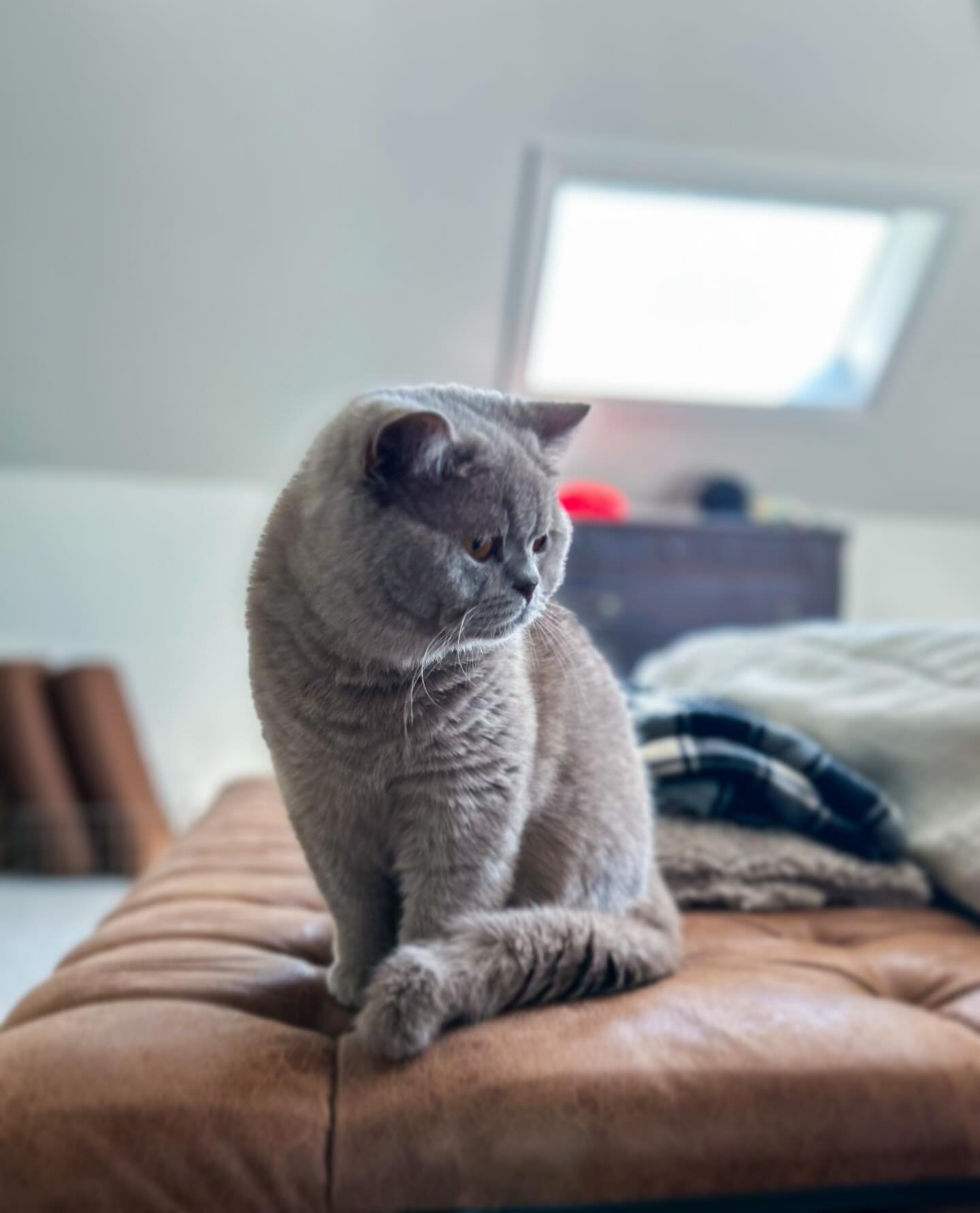 King Mac 👑 &mdash; our big Lilac stud muffin who also carries Cinnamon and longhair. Stick with us to see #kittens from Mac in the near future 😻

@stormycoastbritsh_cats 

#britishshorthair #lilaccat #britishcat #catsofinstagram #pedigreecat #ticac