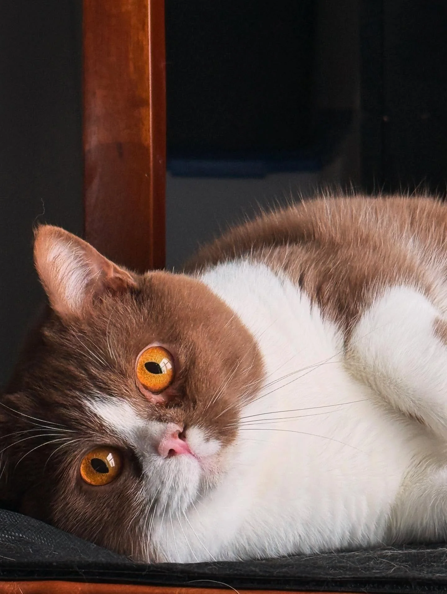 Can&rsquo;t wait to see the kittens get beautiful amber eyes like their dad Sam 🤩 - Sam is our Cinnamon Bicolor and is the dad to Cleo&rsquo;s kittens.

#britishshorthair #cinnamoncat #studmuffin #catsofinstagram #kittens #alaska